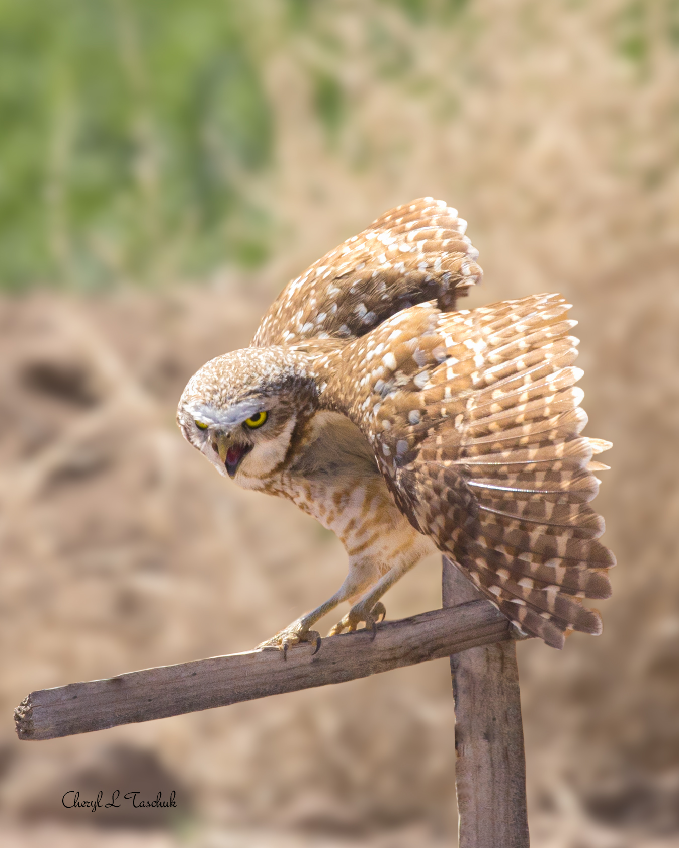 Burrowing Owl on Post 2