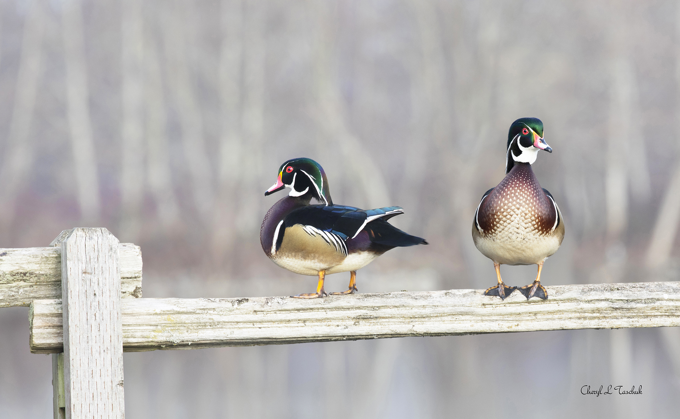 Wood Ducks on Fence