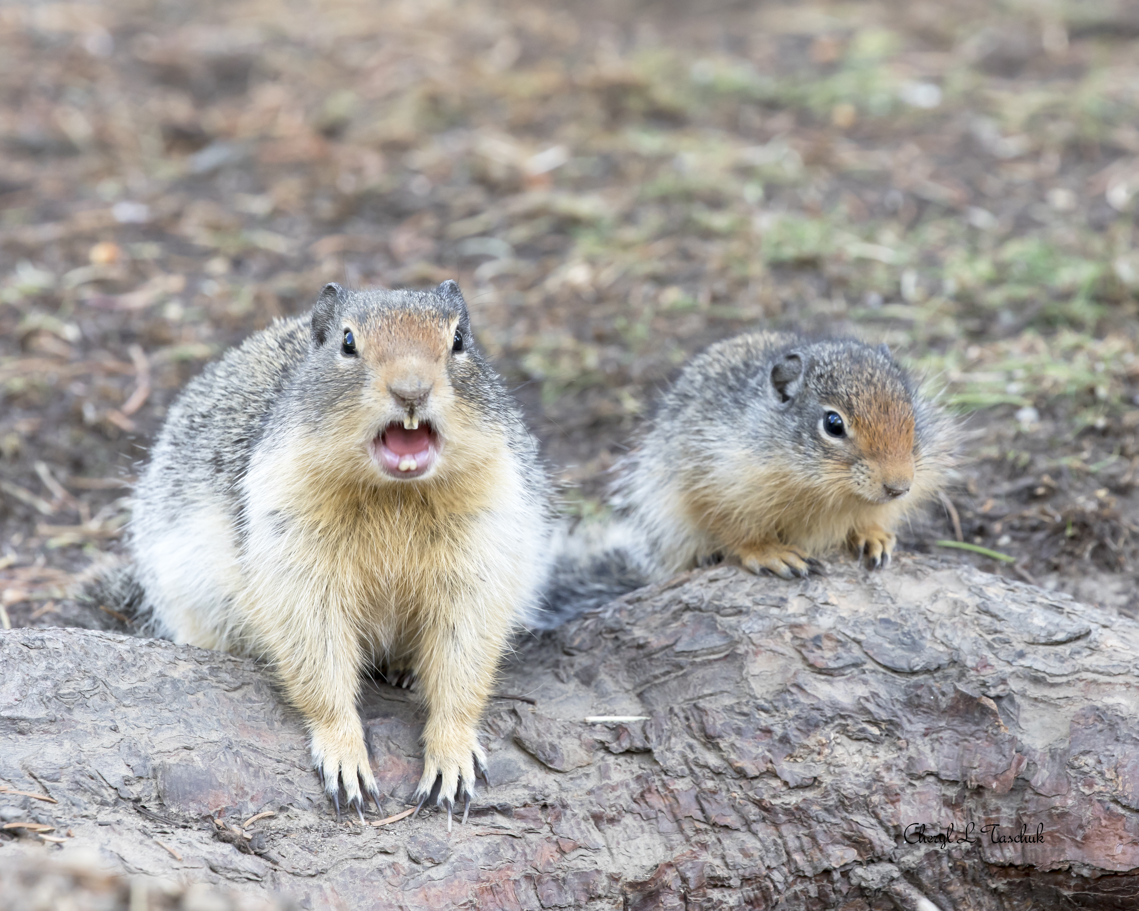 Gopher with Baby 2