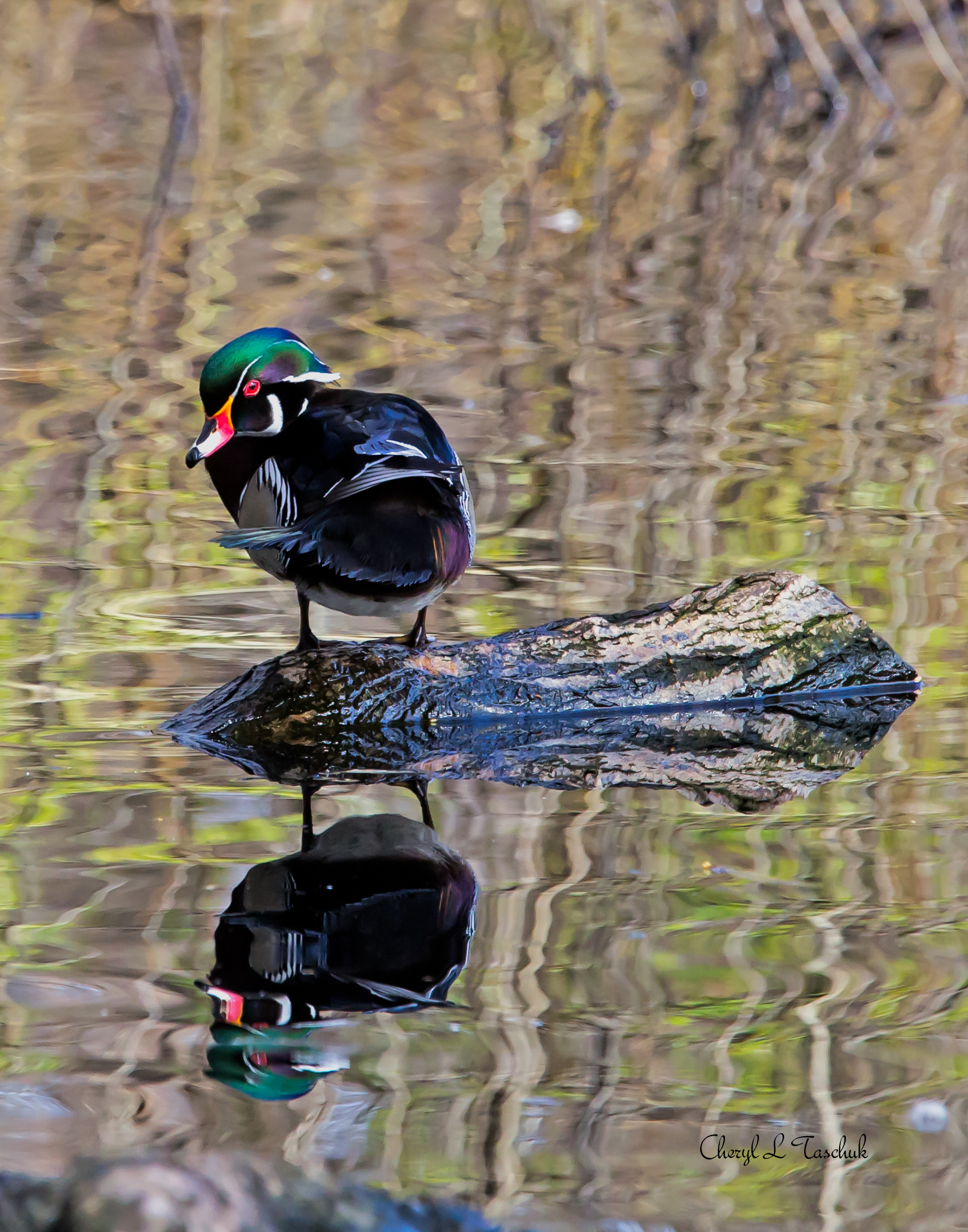Wood Duck on Log