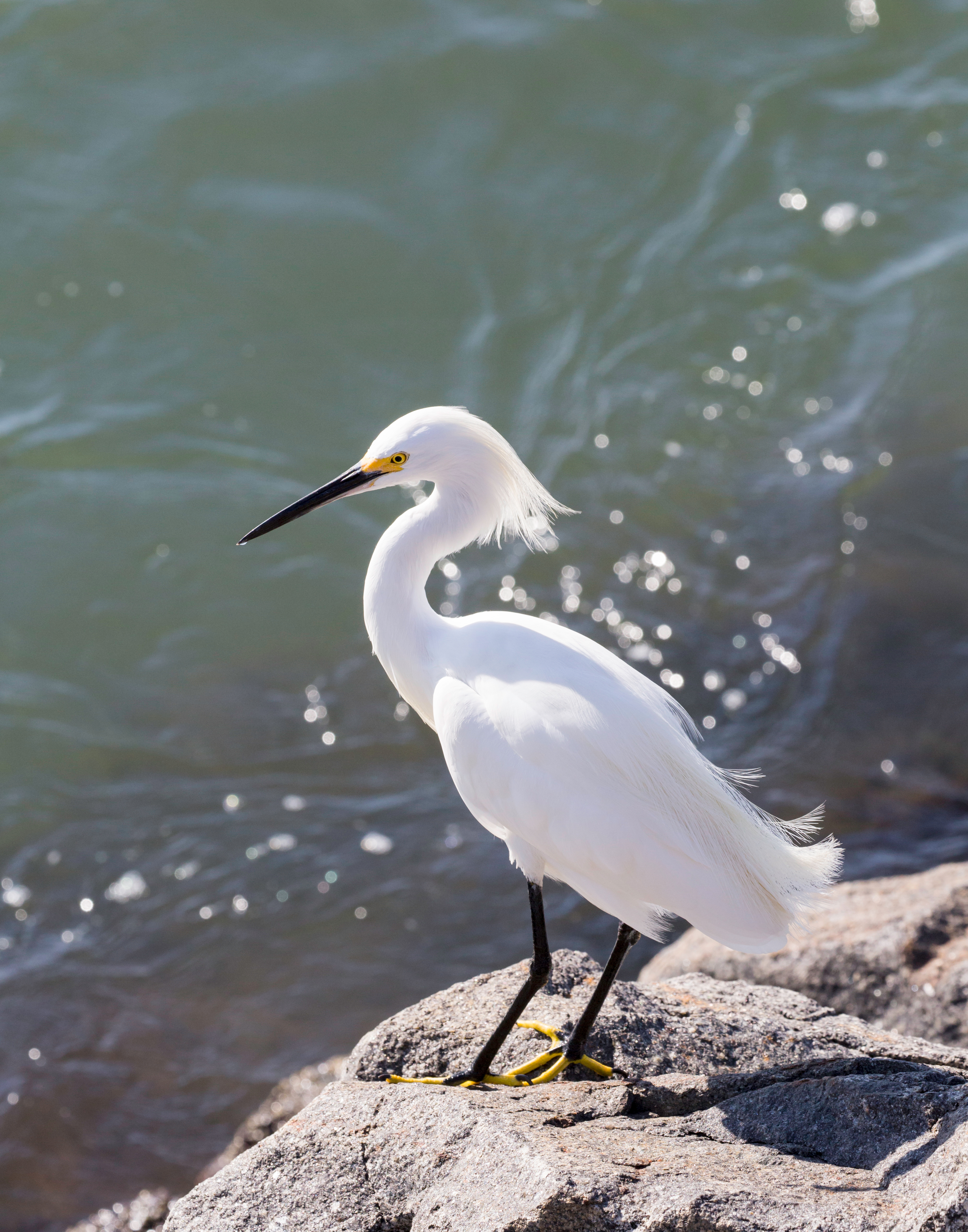 Egret Standing on Rock