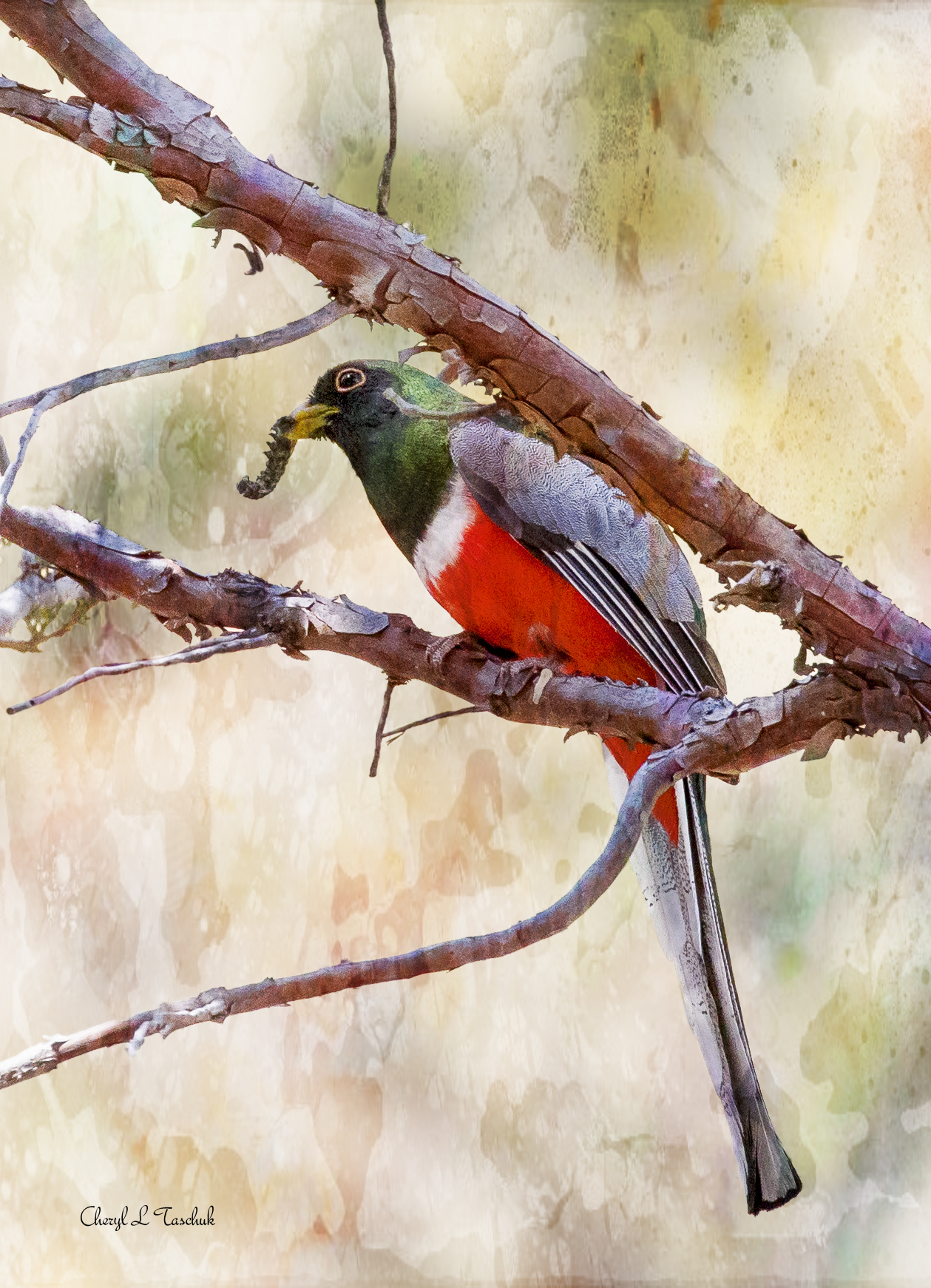 Elegant Trogon, Front View