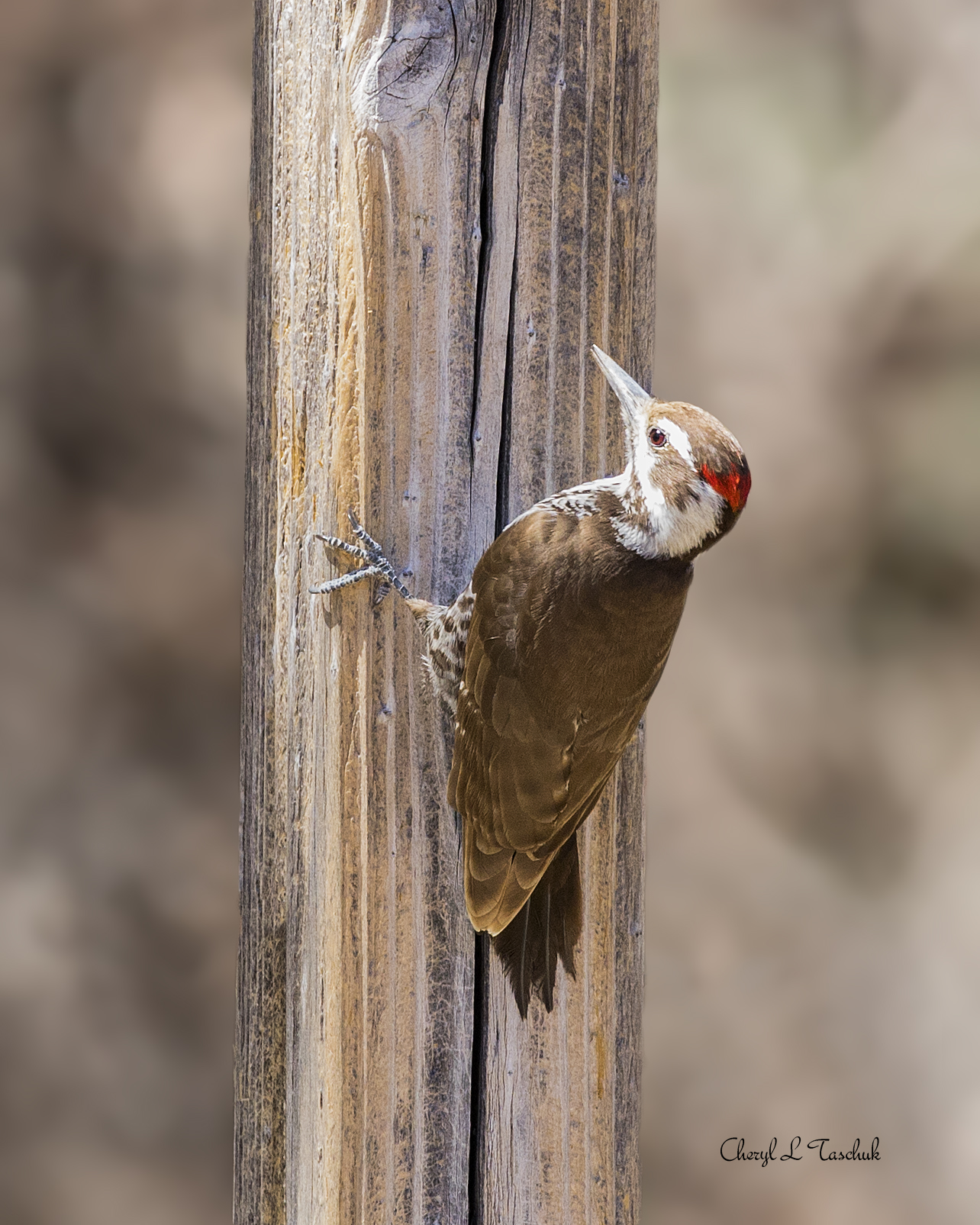 Arizona Woodpecker in Tree 1
