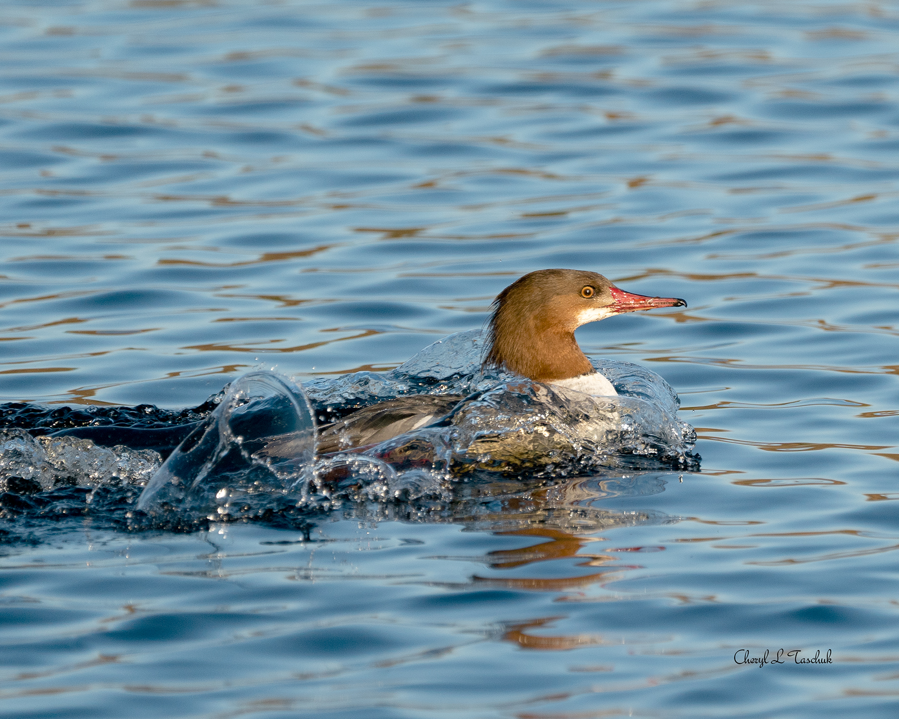 Common Merganser Swimming with Bubbles
