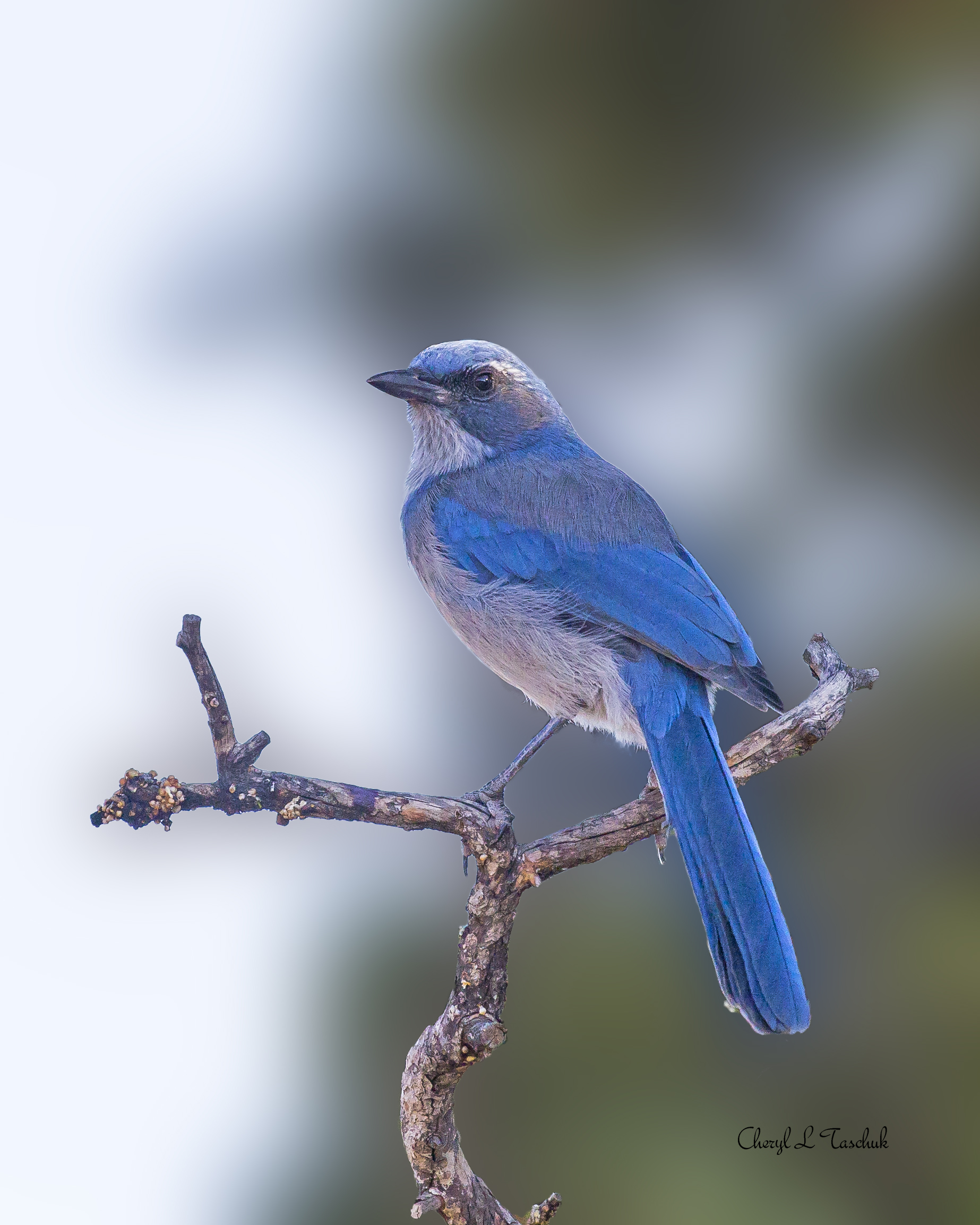 Mountain Bluebird