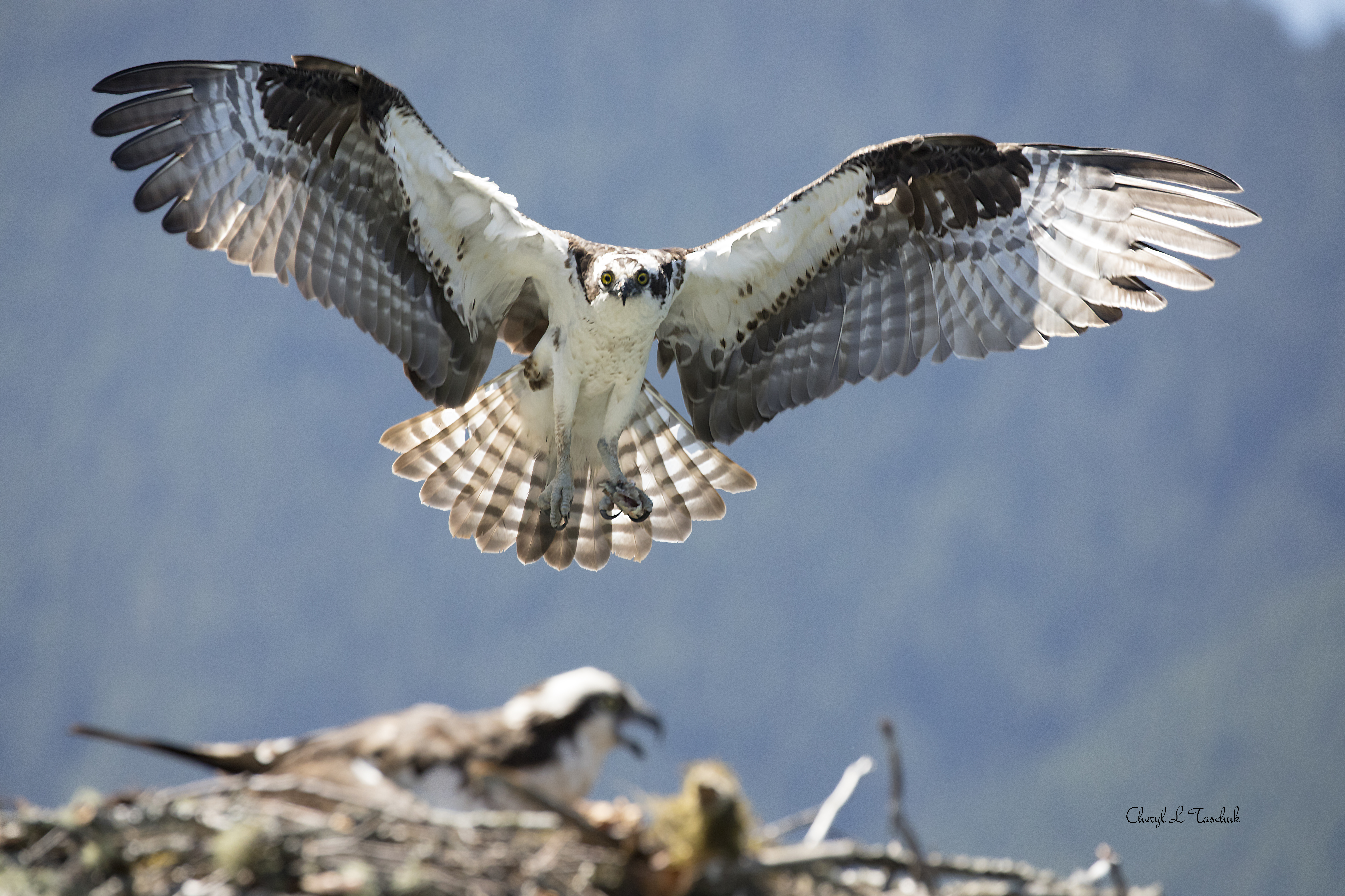Osprey Flying into Nest