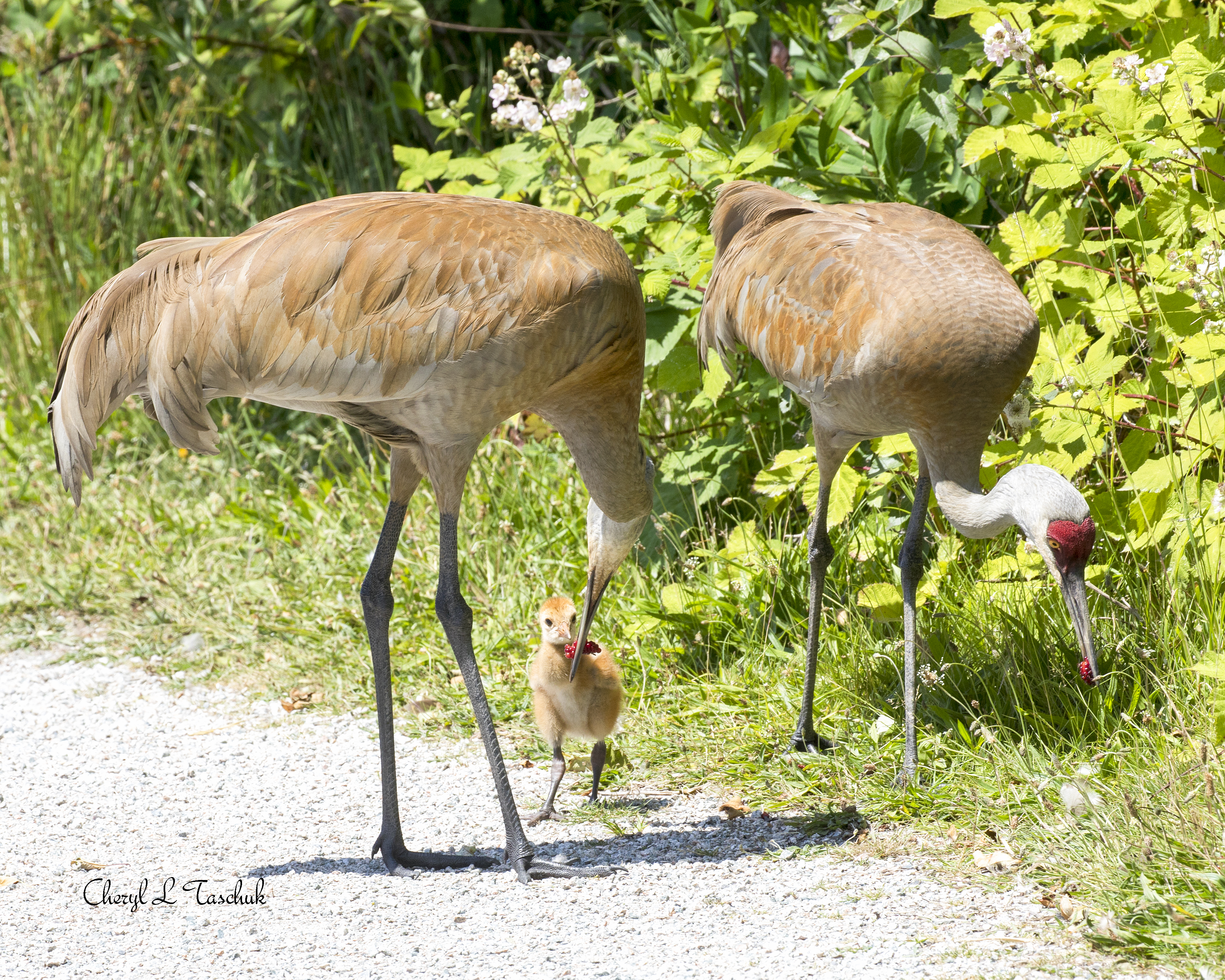Sandhill Cranes Feeding Chick