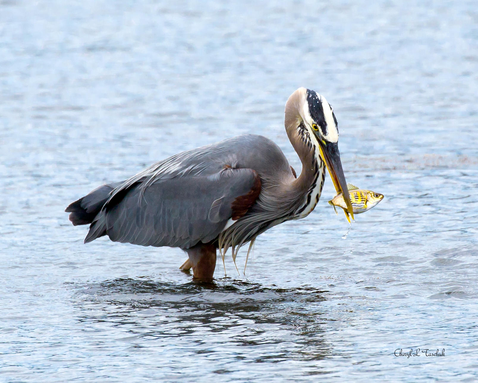 Heron with Fish