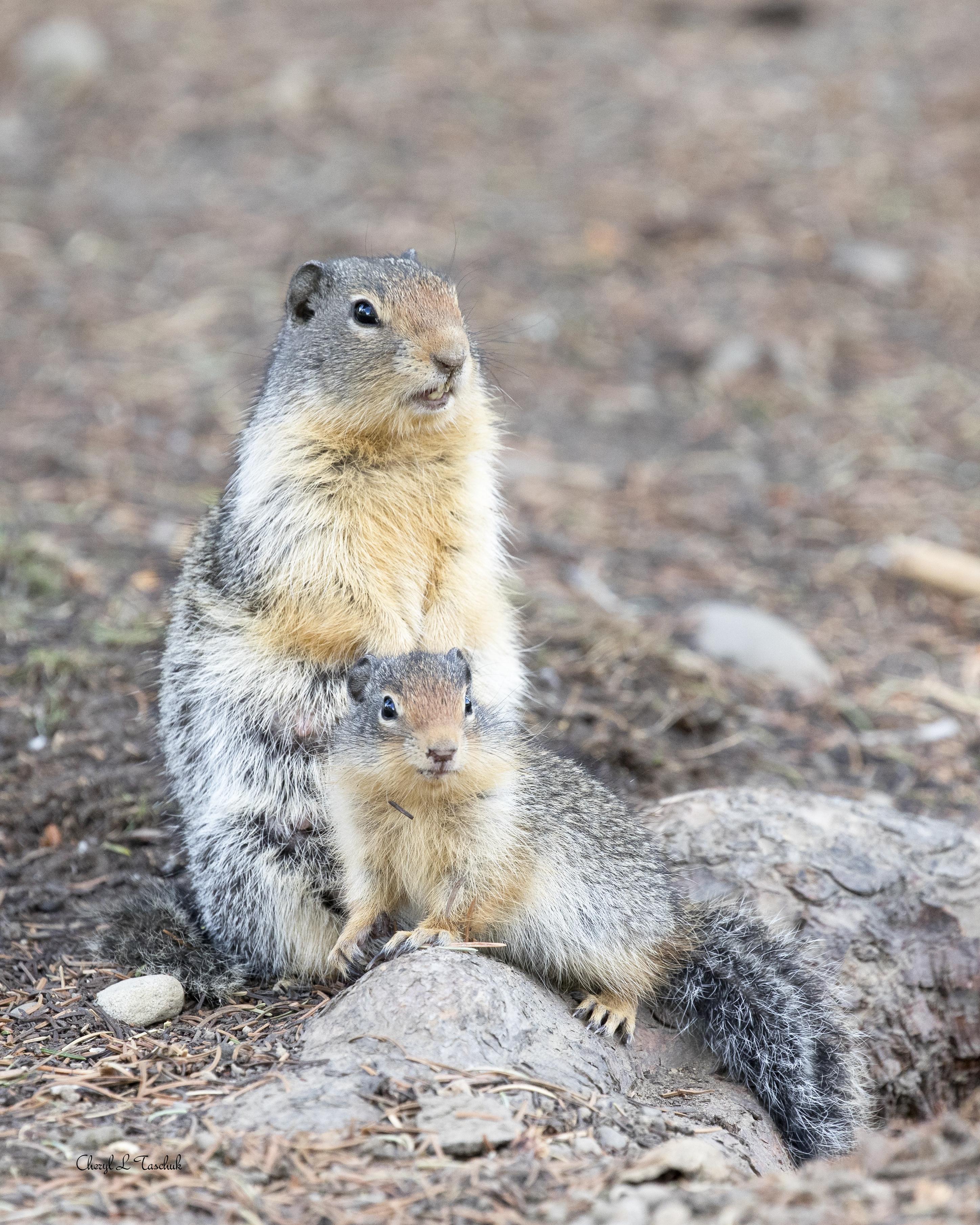 Gopher with Baby 1
