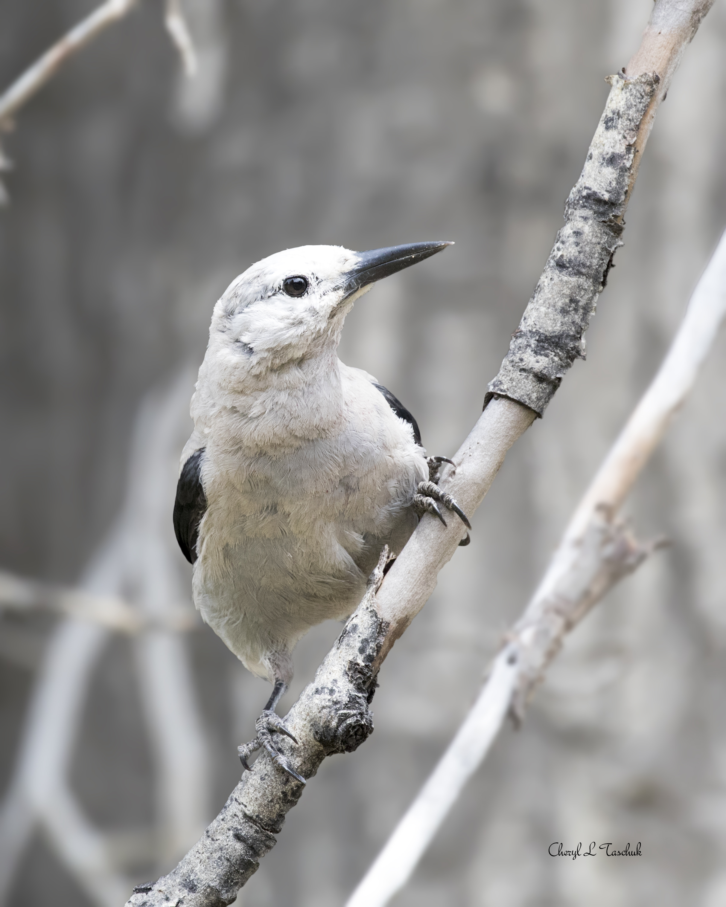 Clark's Nutcracker