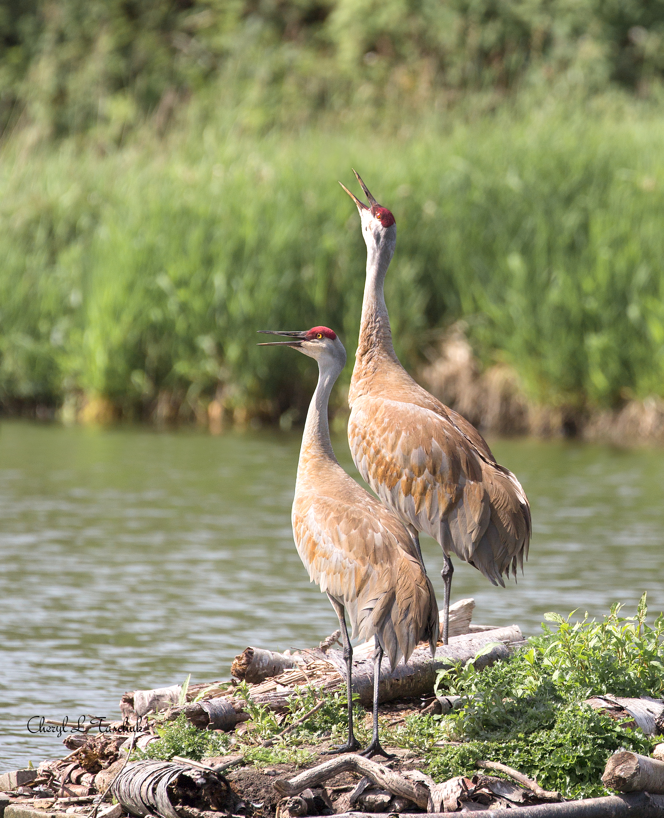 Sandhill Cranes Calling