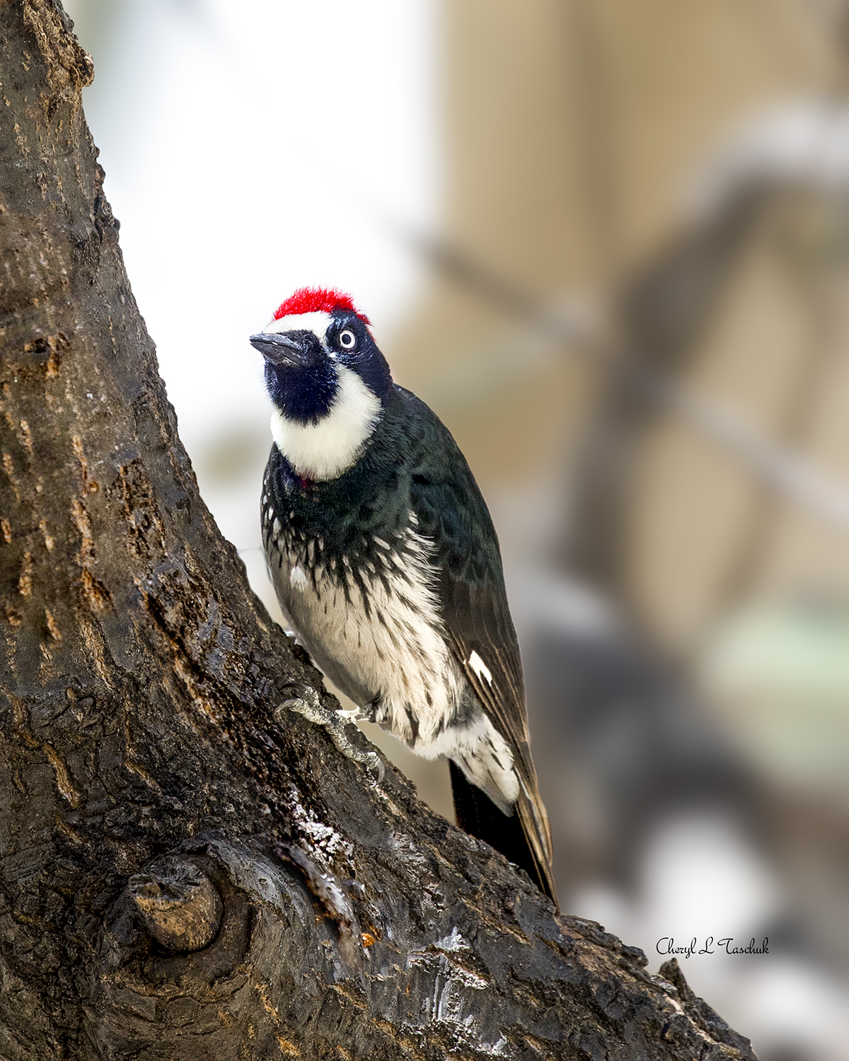 Acorn Woodpecker in Tree 2