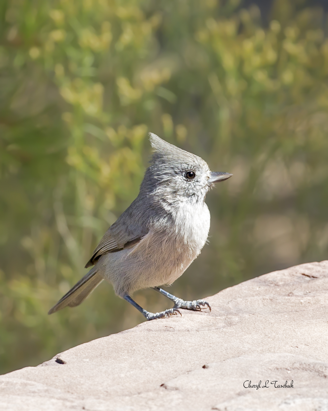Juniper Tit Mouse on Rock