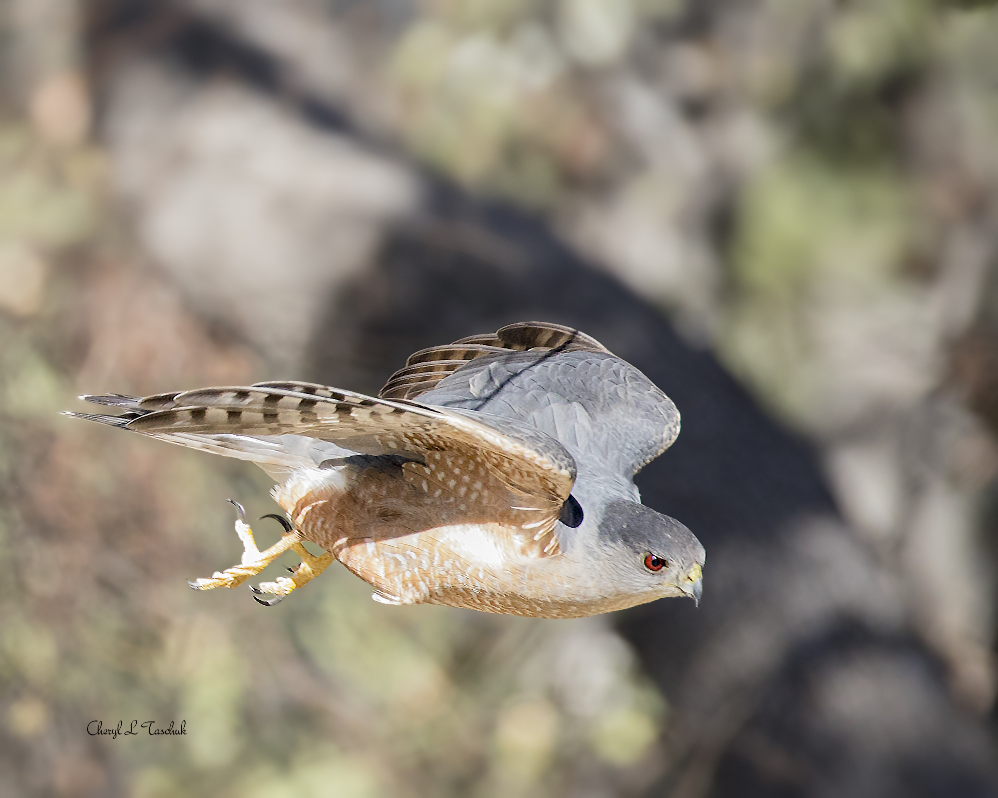 Coopers Hawk in Flight