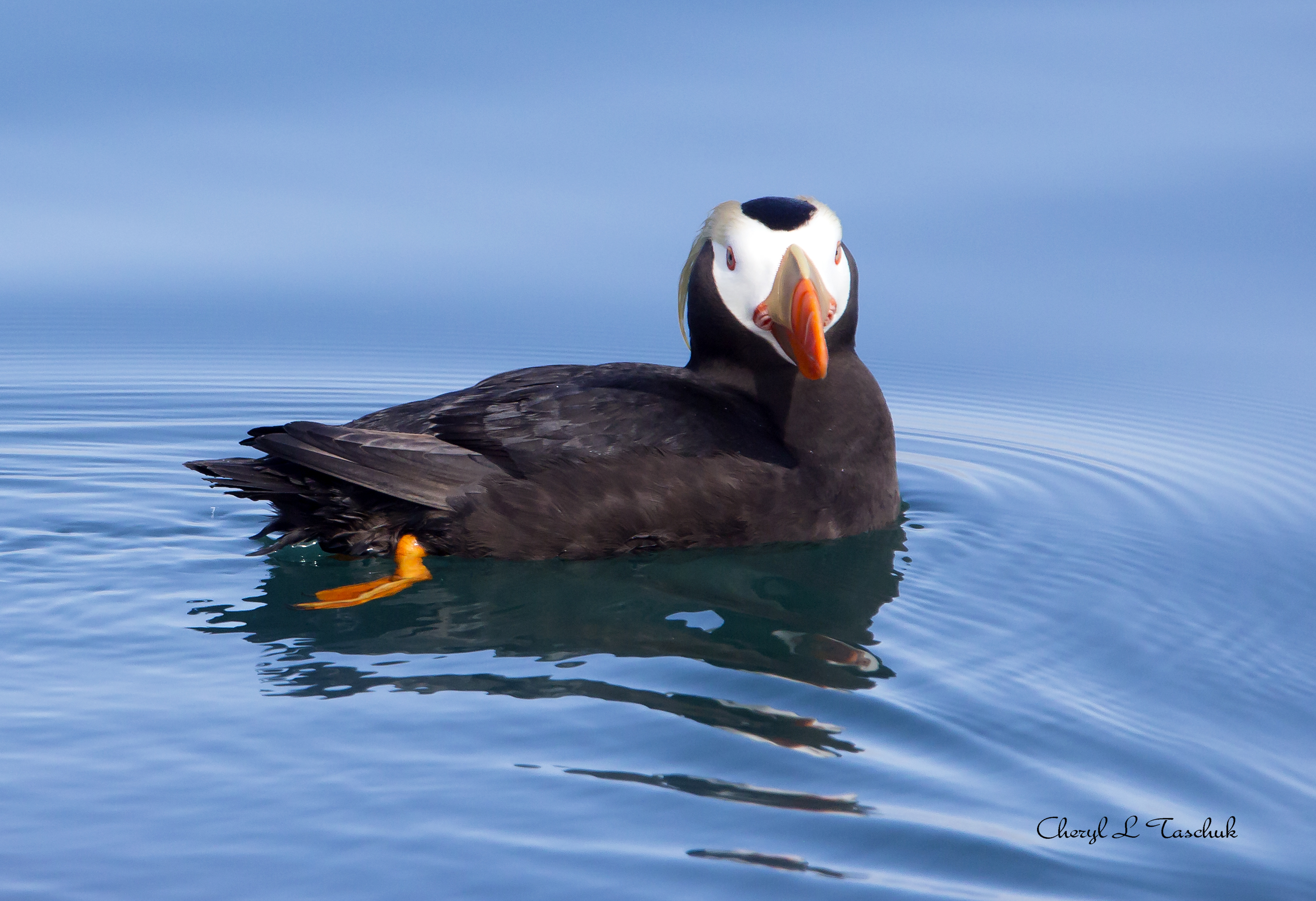 Puffin Swimming 2