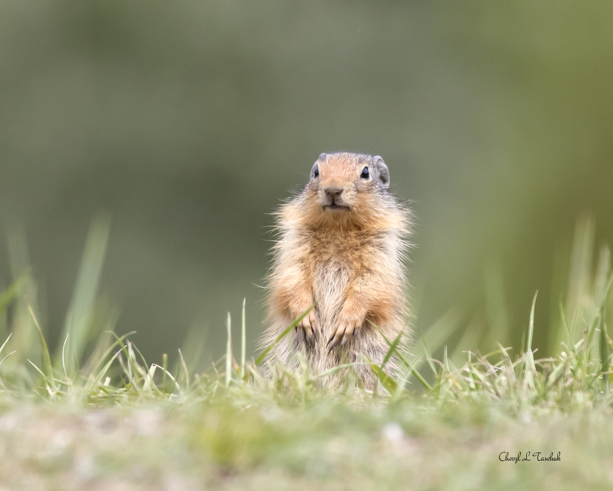 Gopher in Field