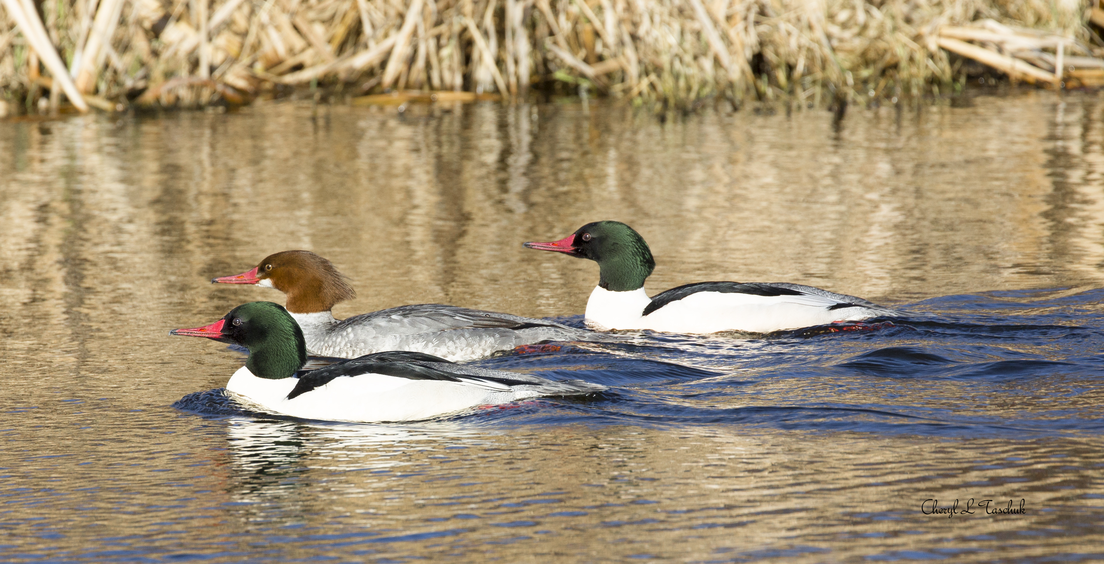 Common Merganser-Female and Two Male