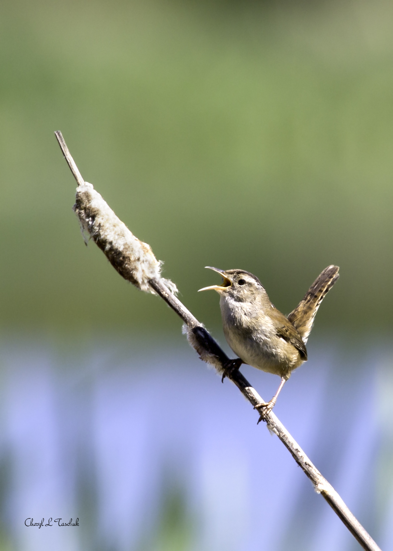 Wren on Cat Tail 2