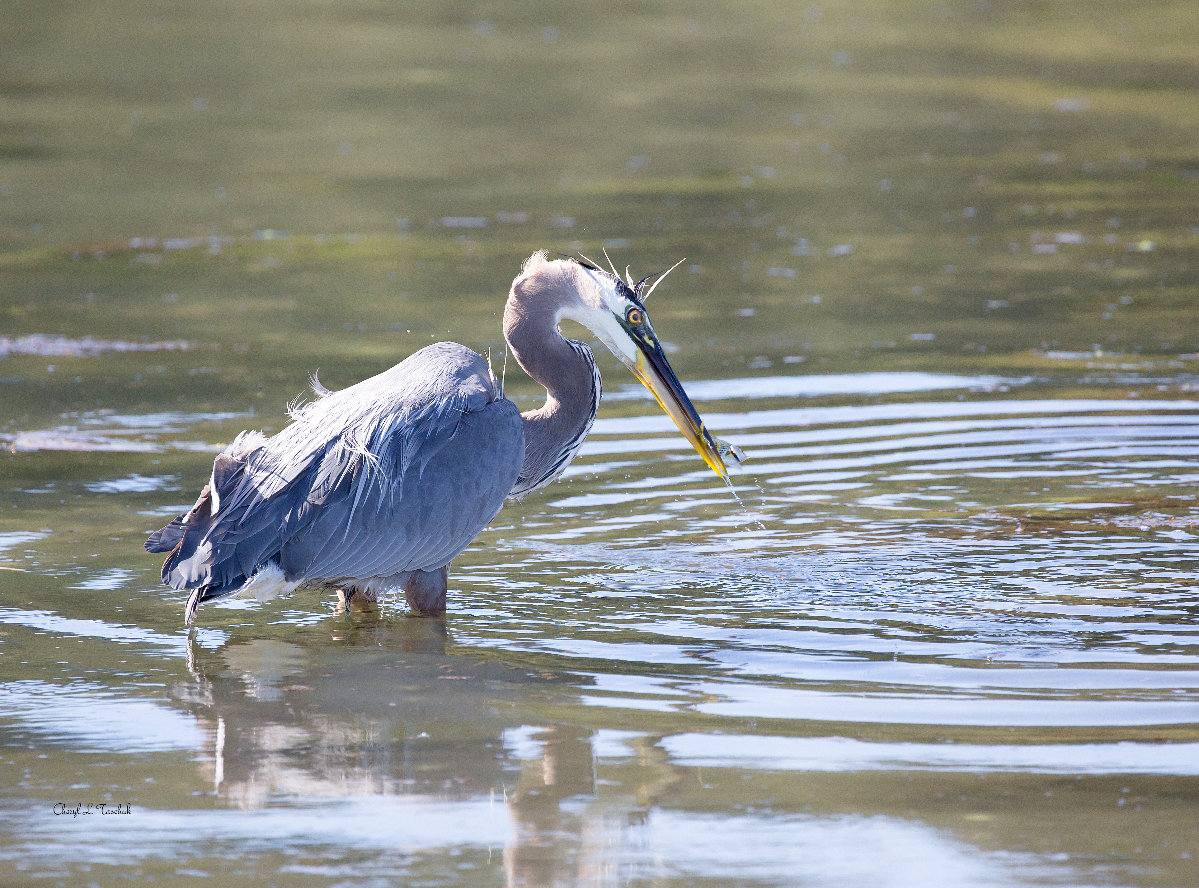 Heron Fishing 1