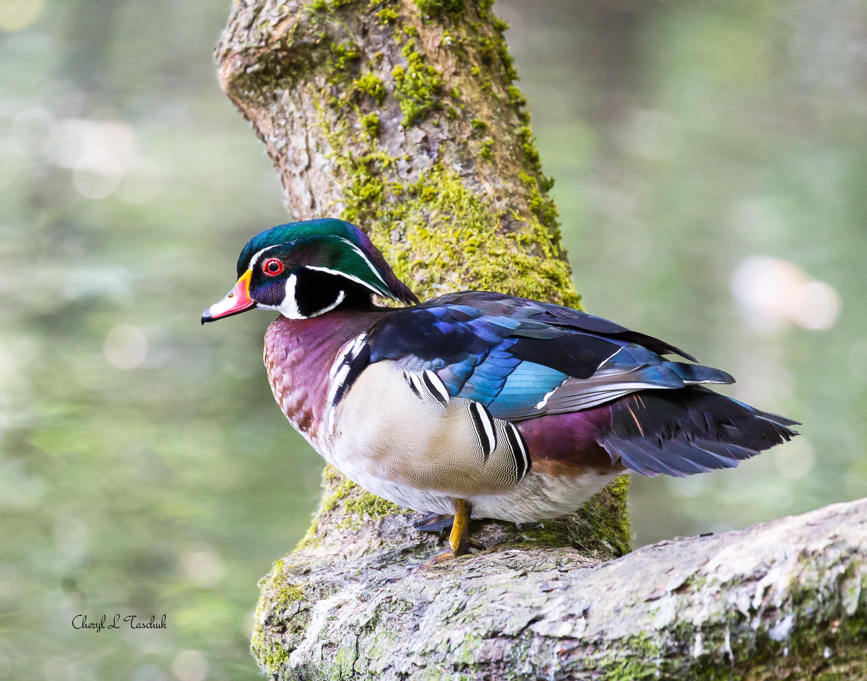 Wood Duck on Branch