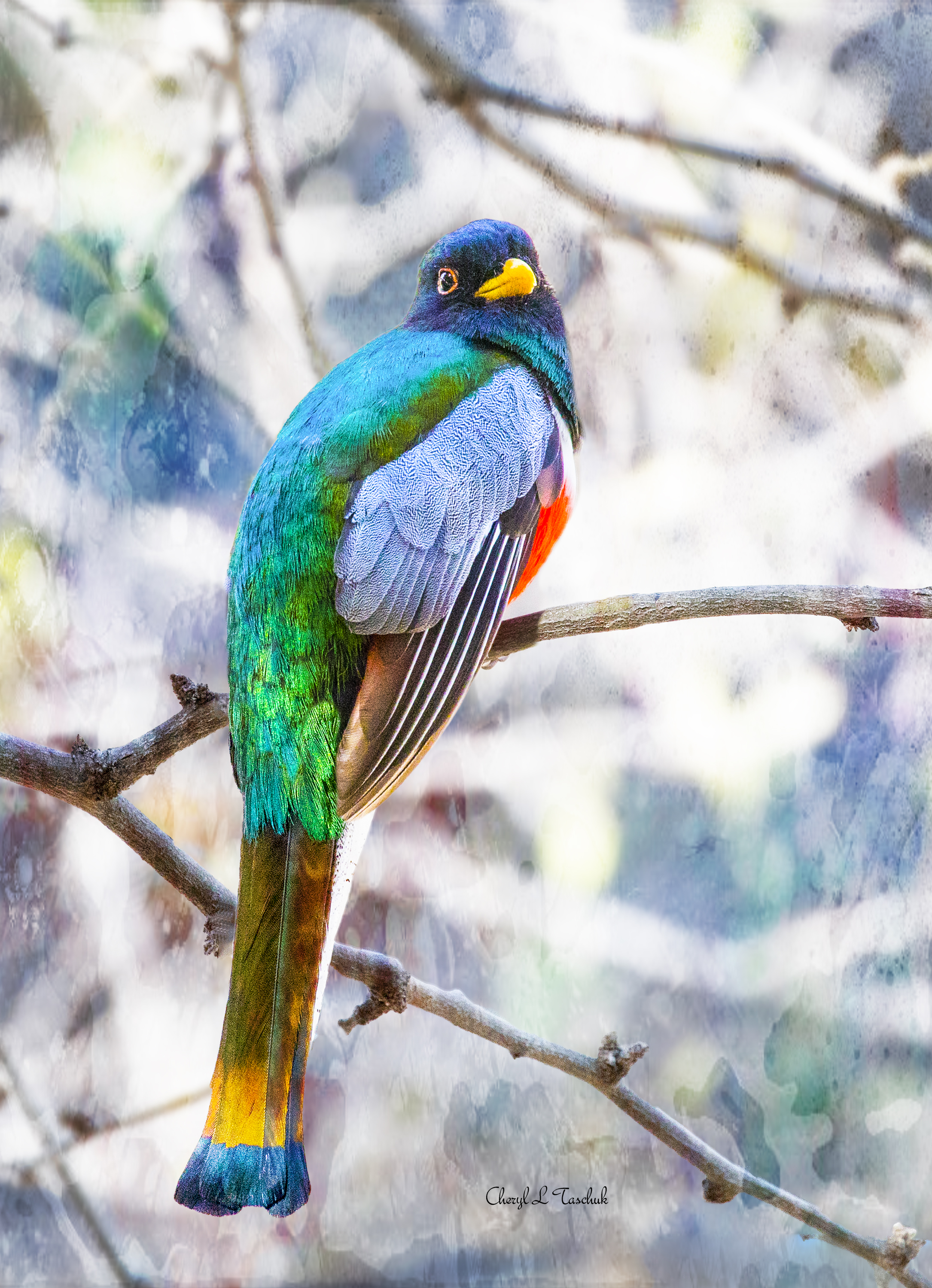 Elegant Trogon, Back View 2