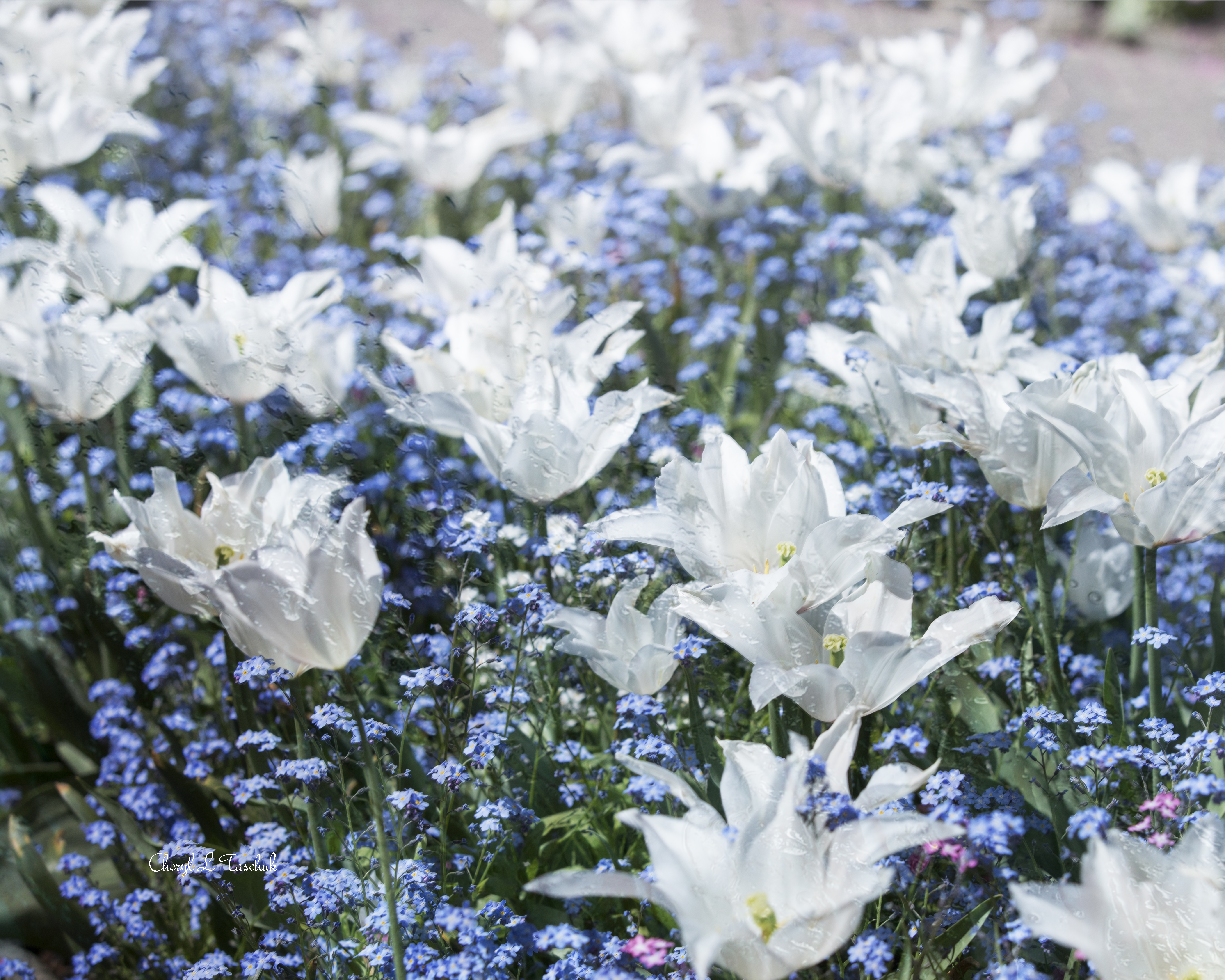 White Tulips w Blue Lobelia