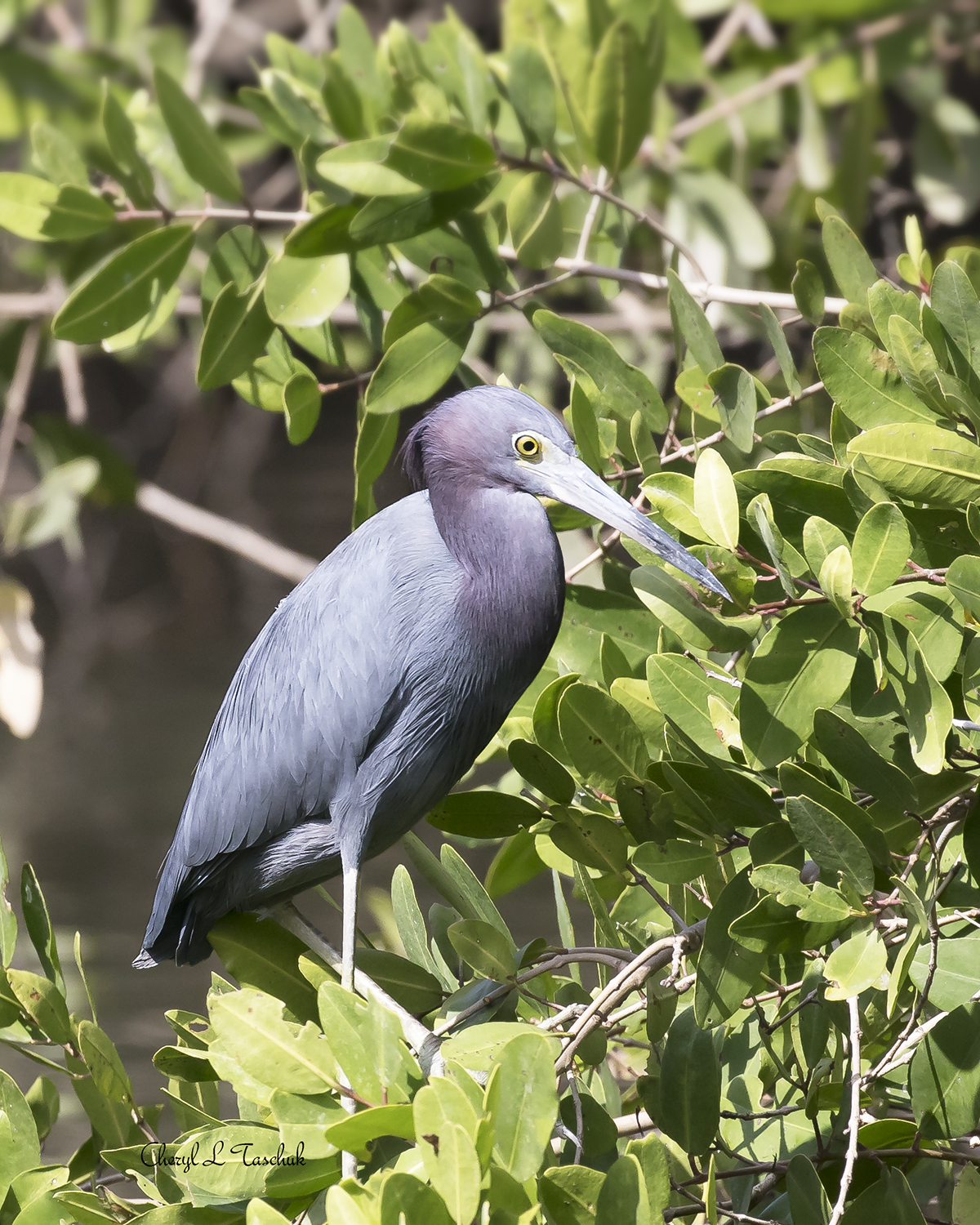 Little Blue Heron