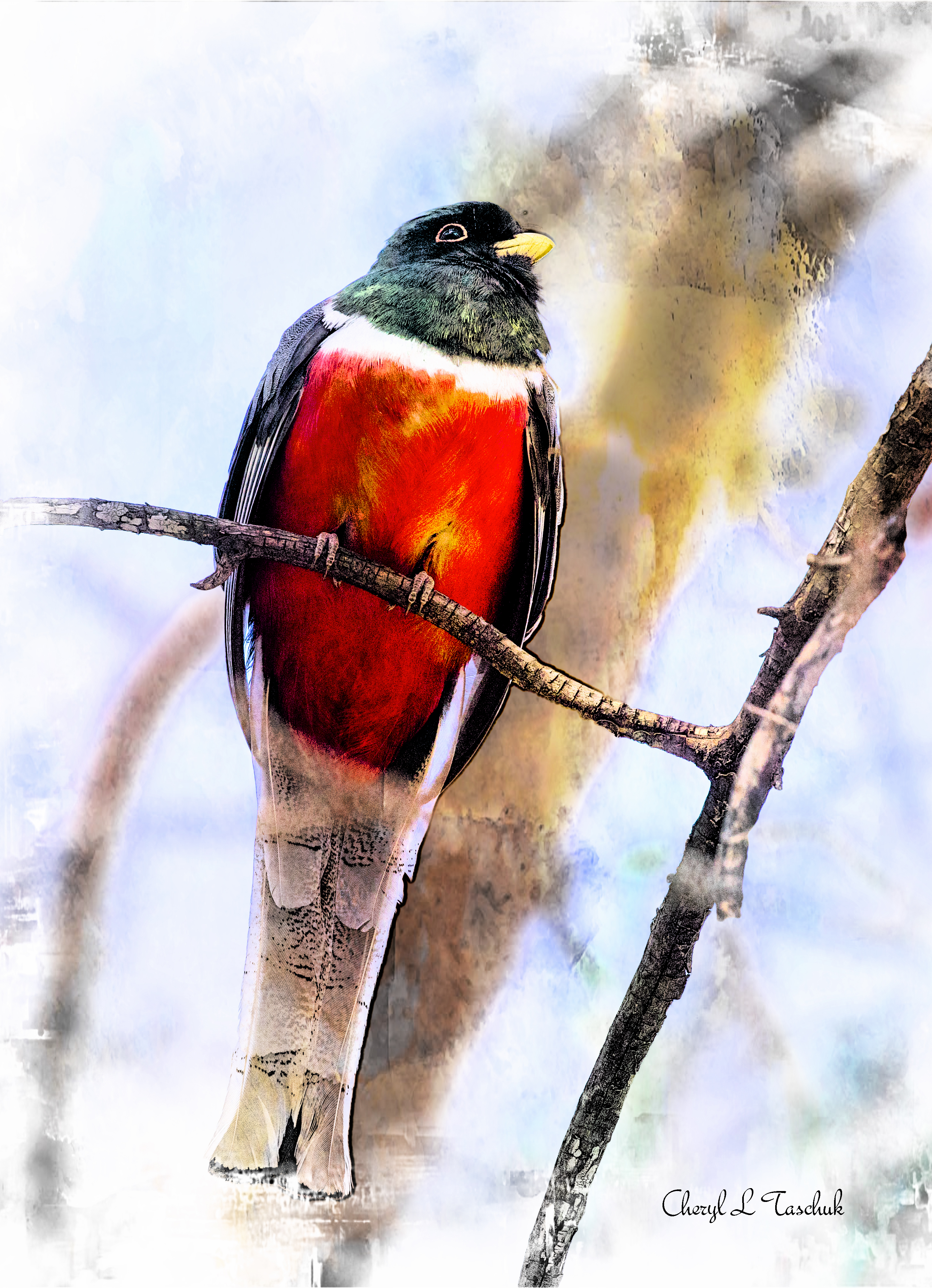 Elegant Trogon, Front View