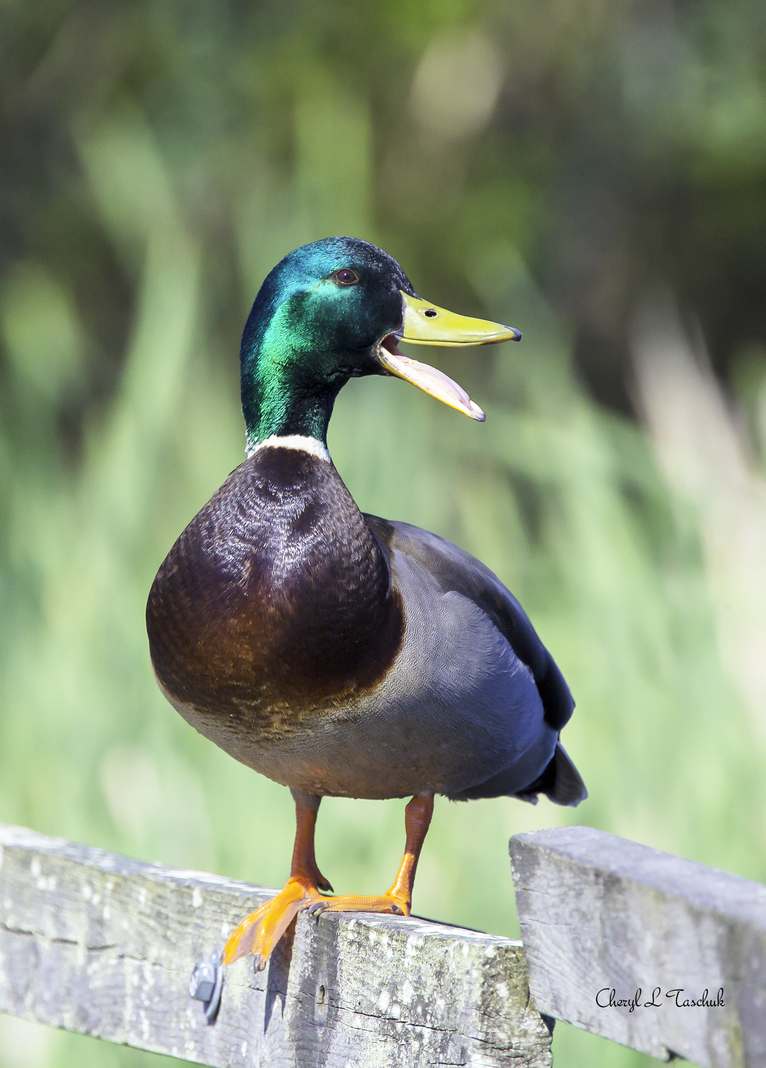 Mallard on Fence, Male