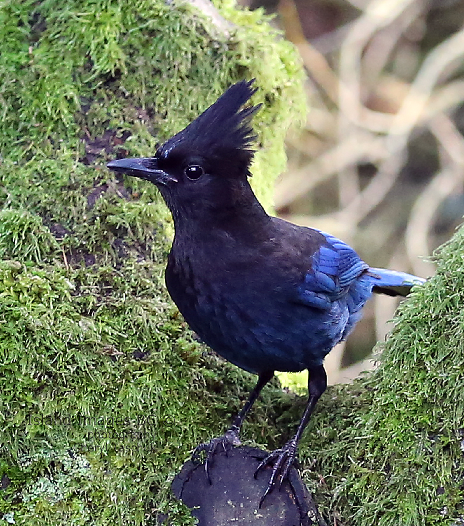 Stellar's Jay in Tree 1