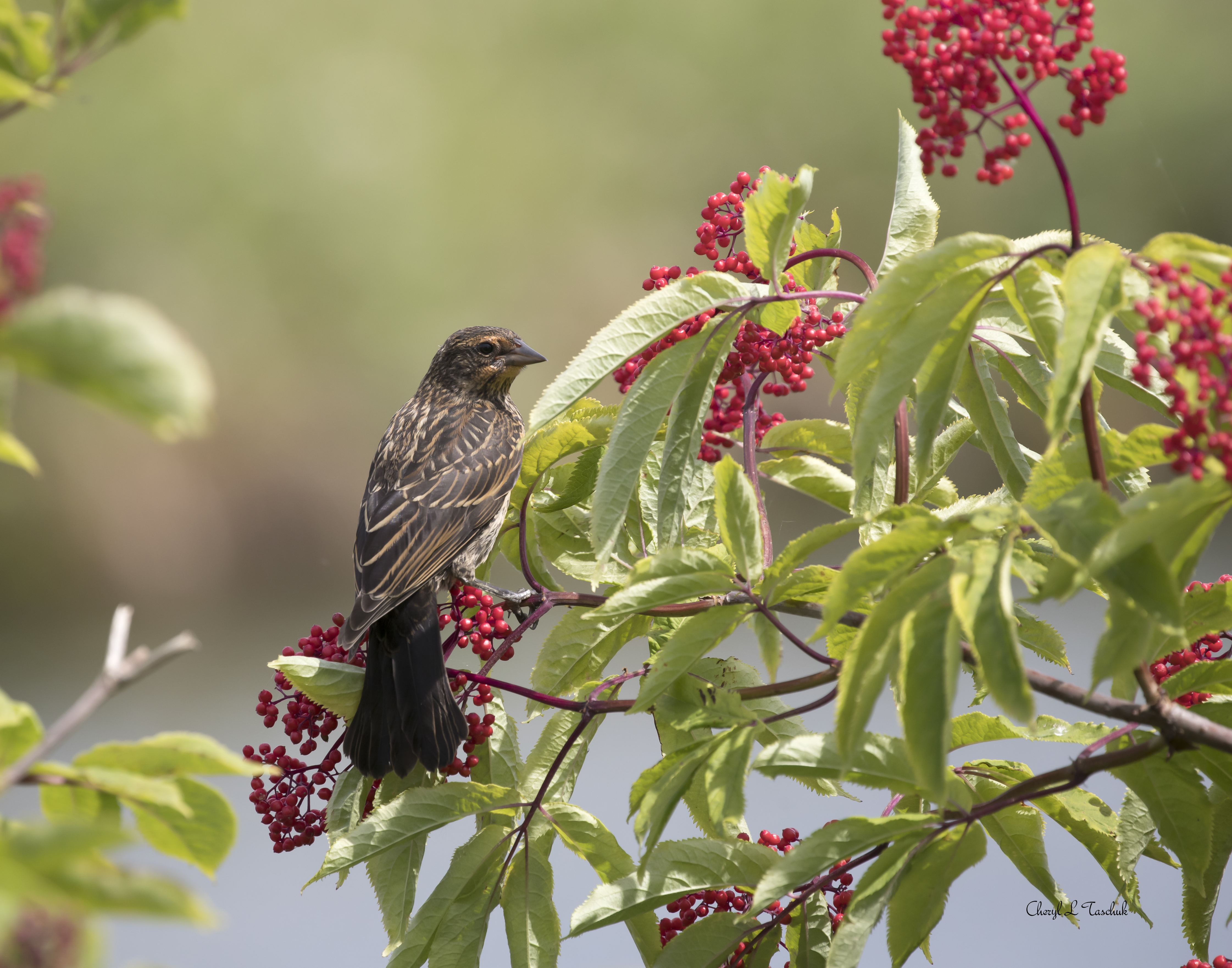 Red Winged Blackbird-Juvenile
