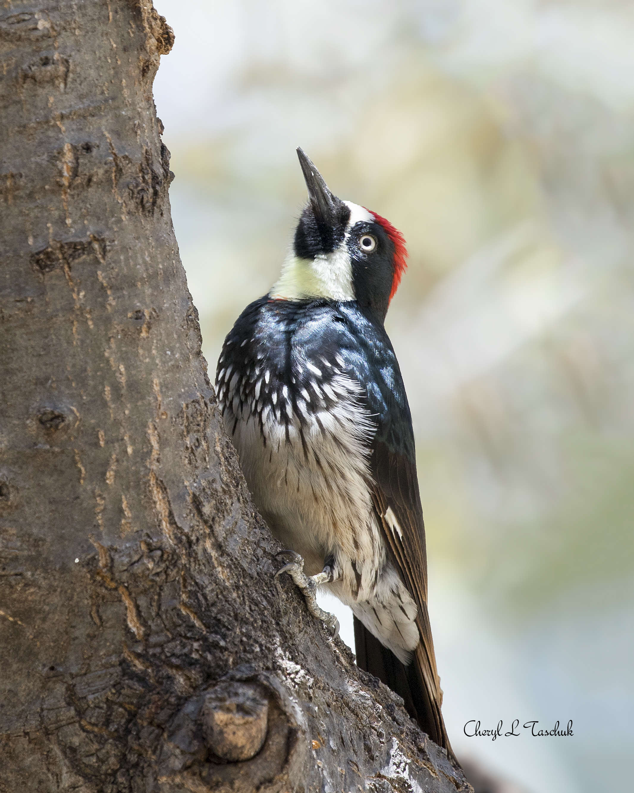Acorn Woodpecker in Tree 1