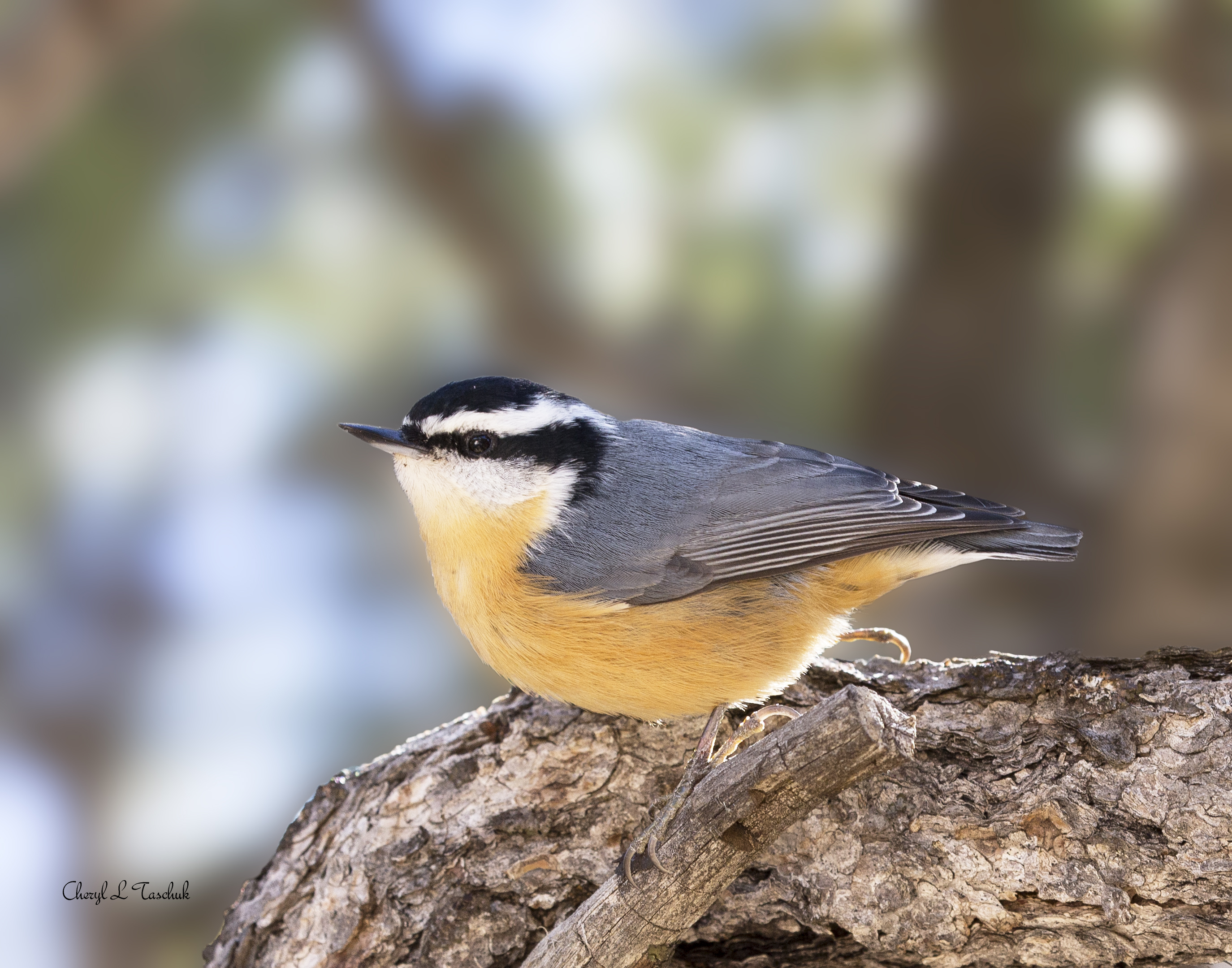 Nuthatch