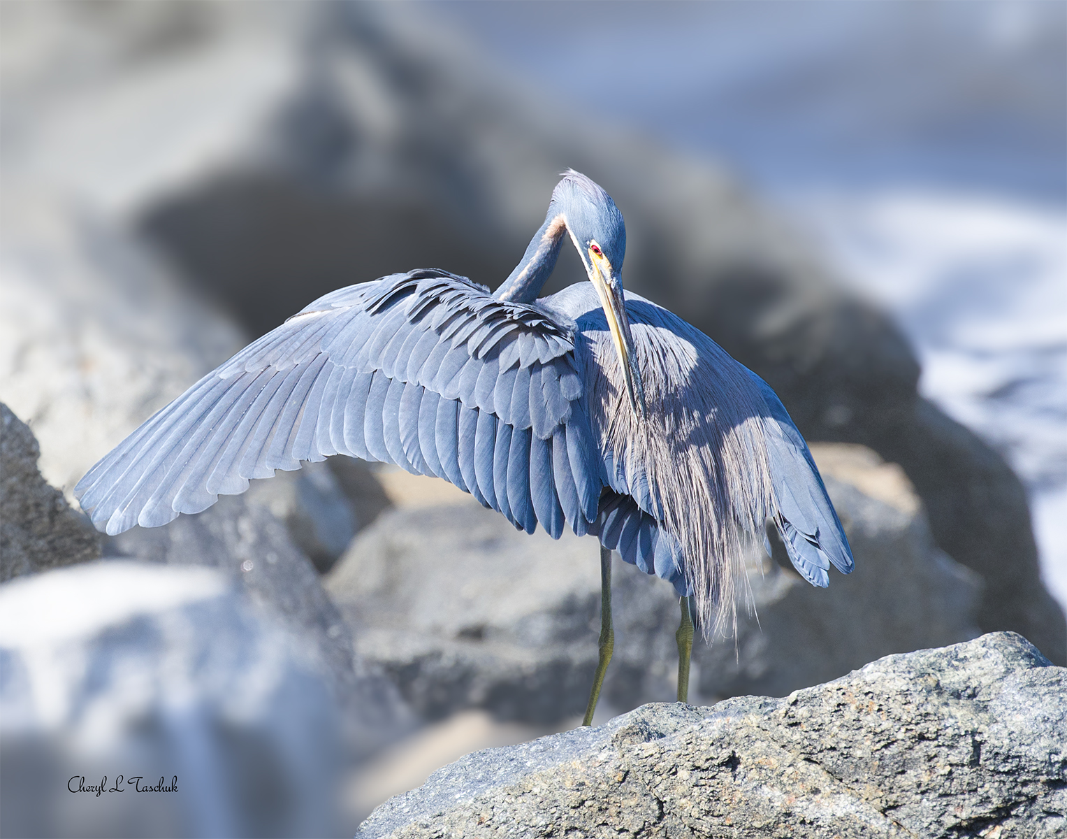 Tricoloured Heron Preening