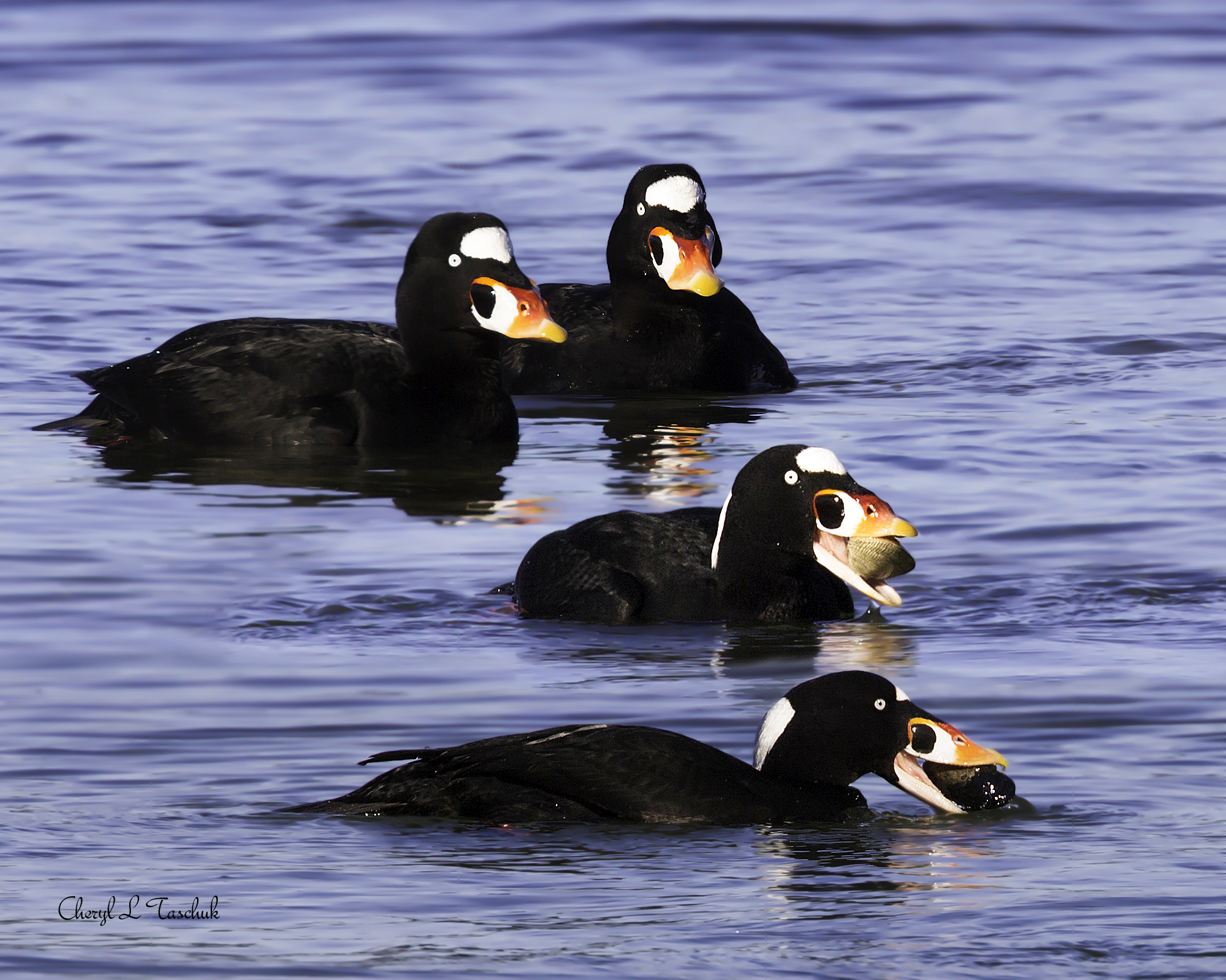 Surf Scoters Having Lunch
