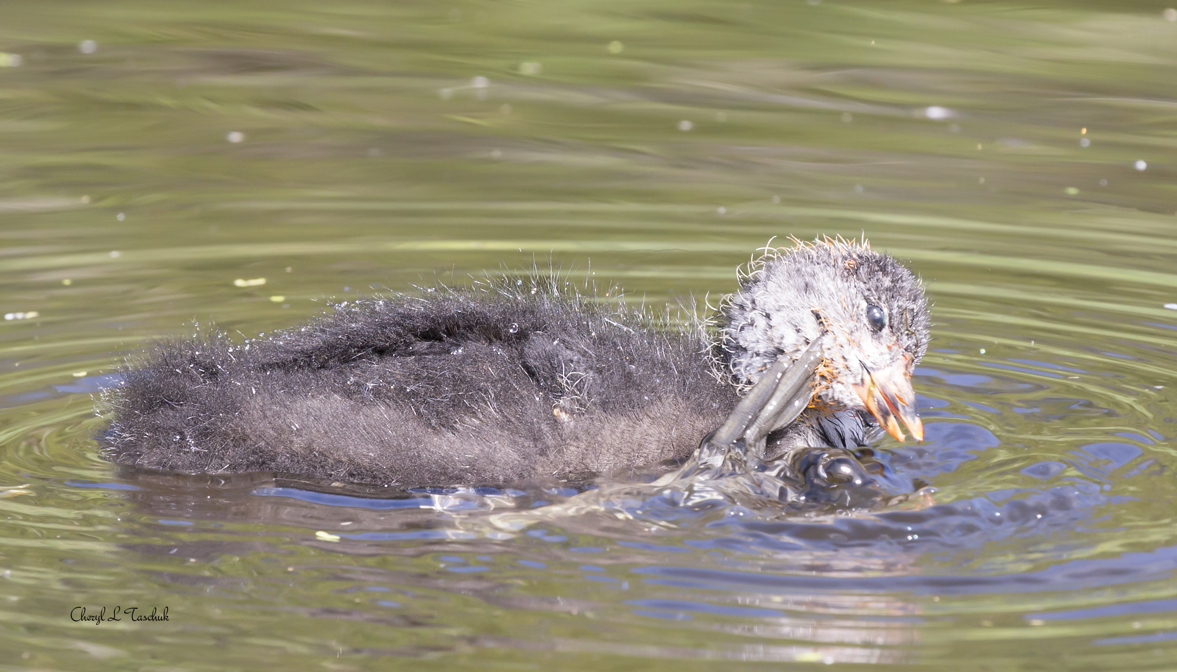 American Coot Chick