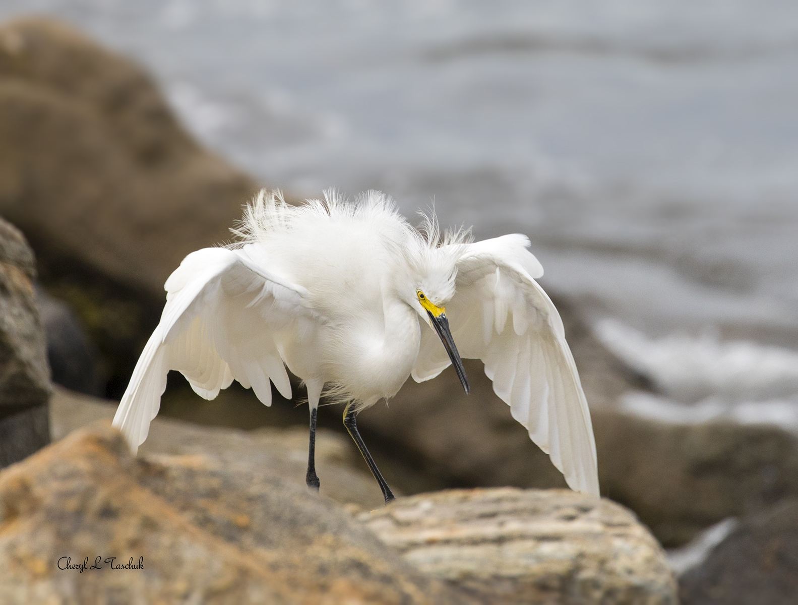 Angry Egret