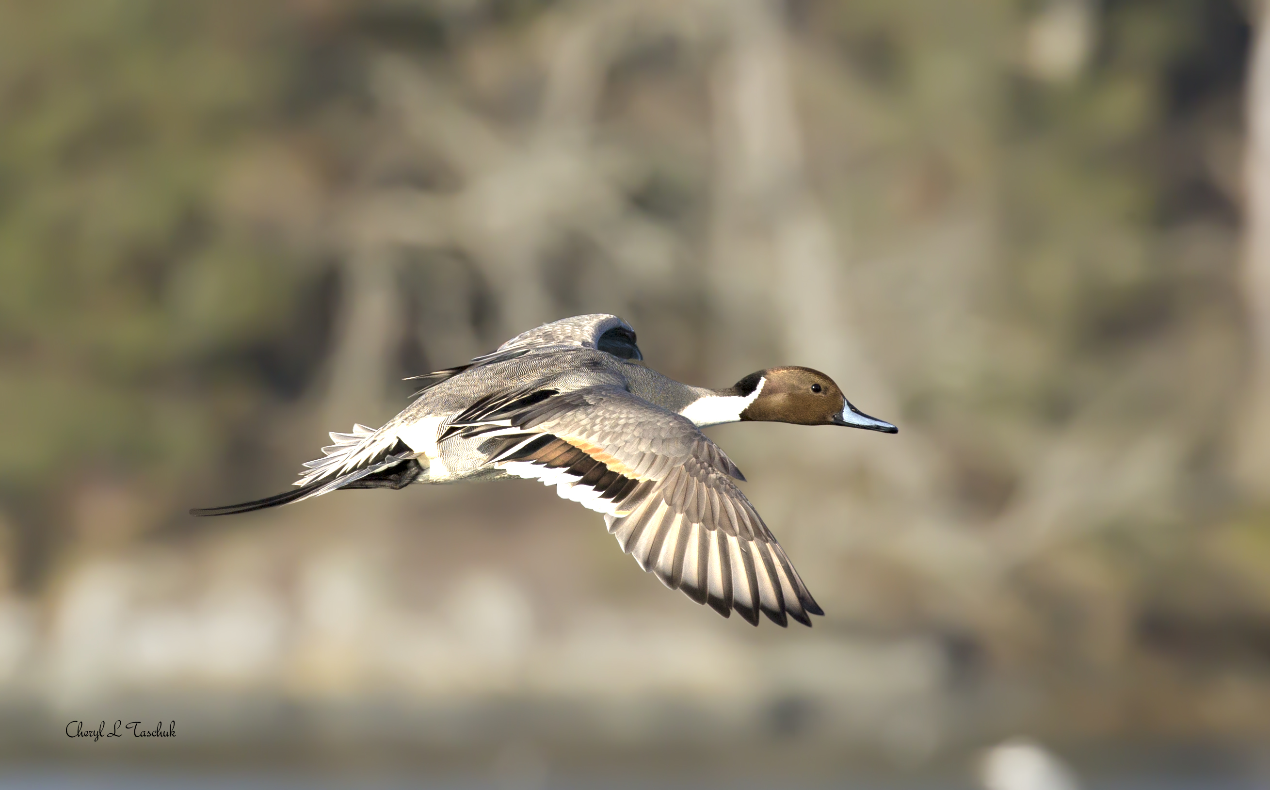 Pintail in Flight