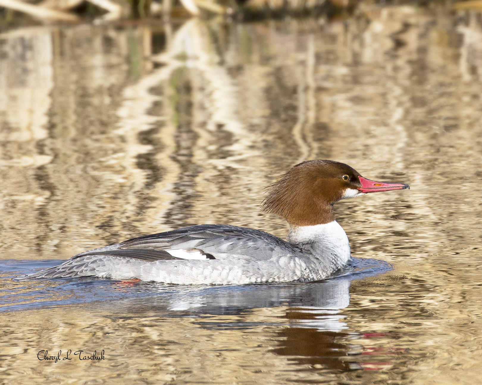 Merganser, Common Female Swimming 2