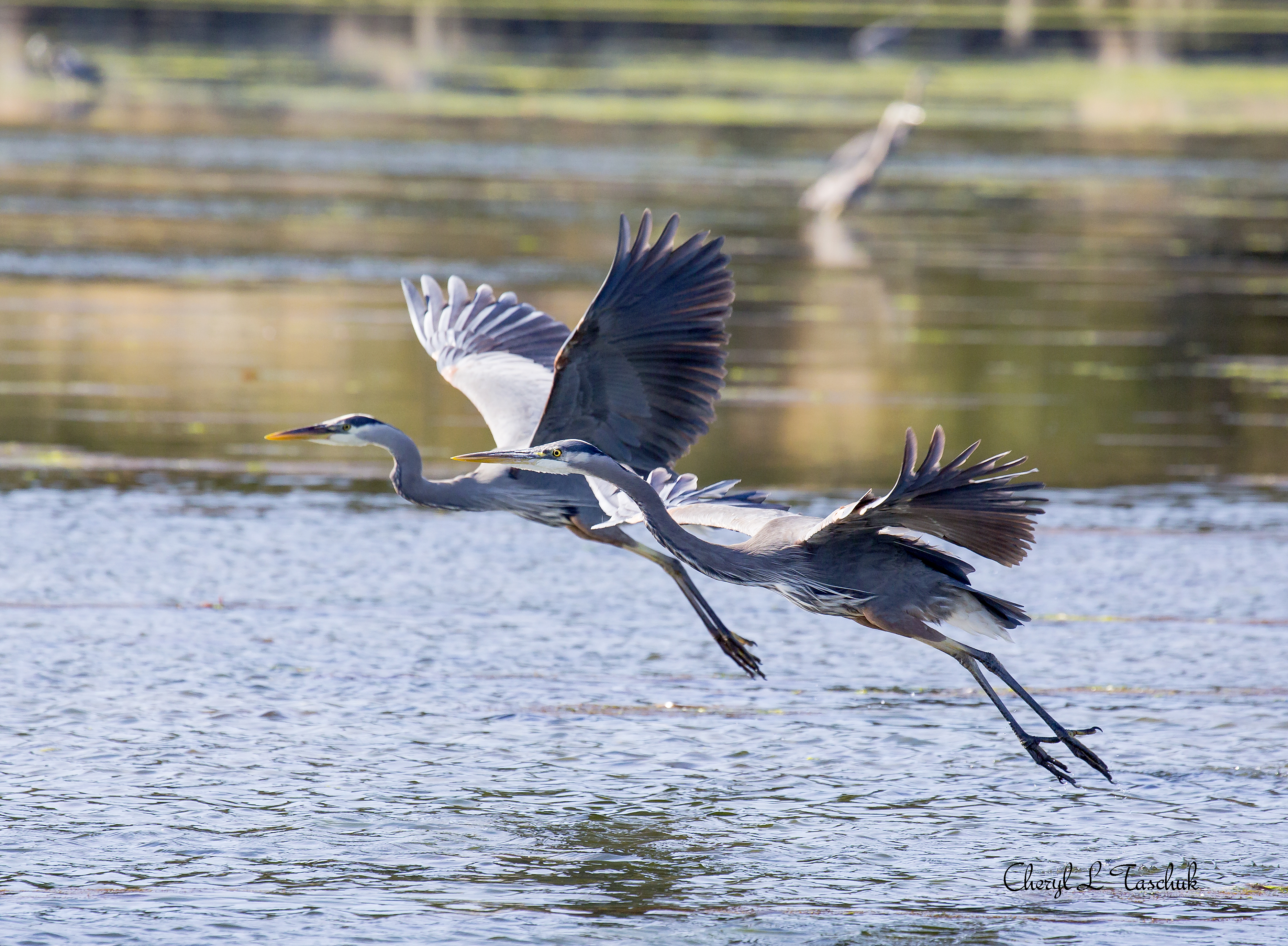 Herons, Pair Flying 1