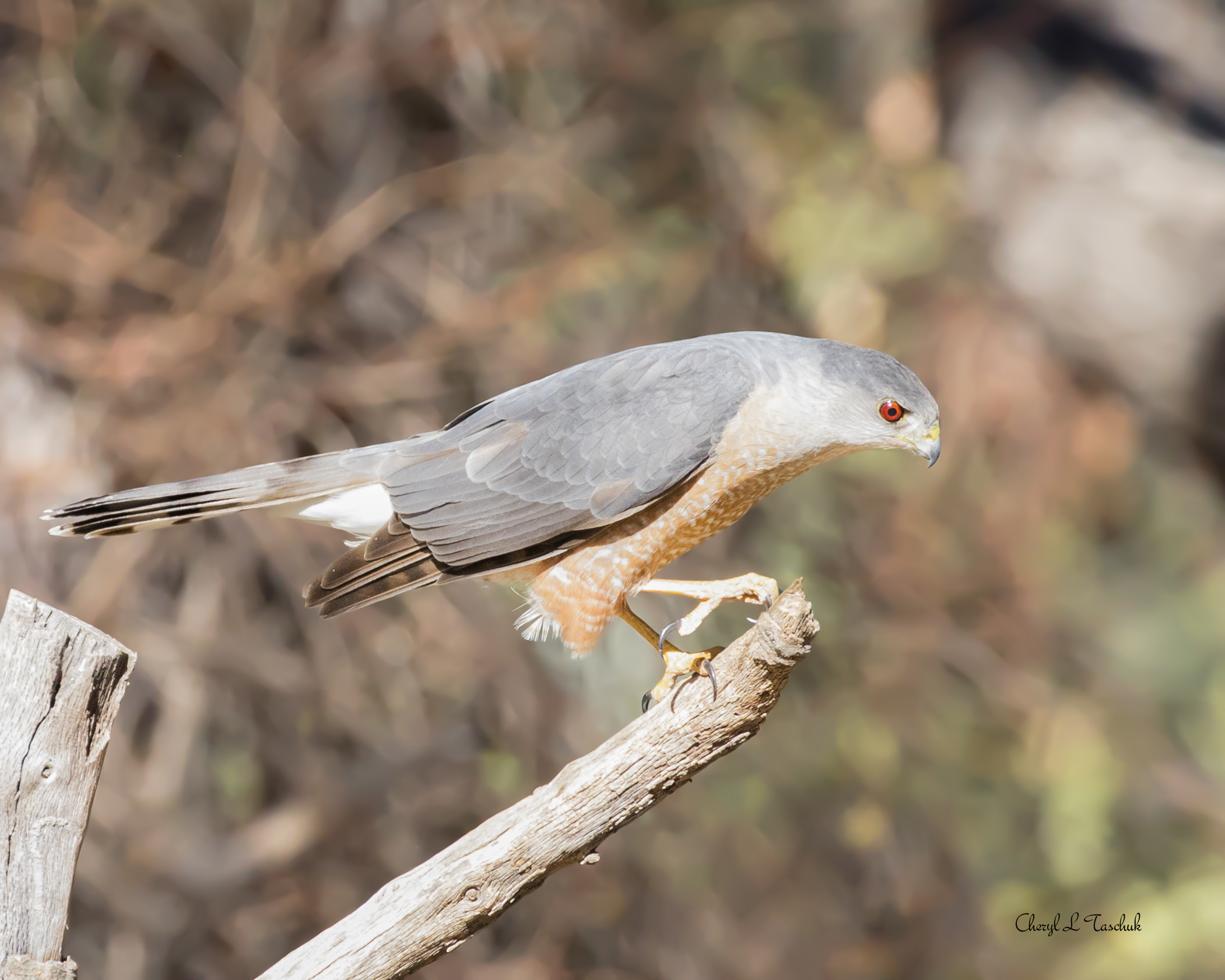 Coopers Hawk 1853-v1