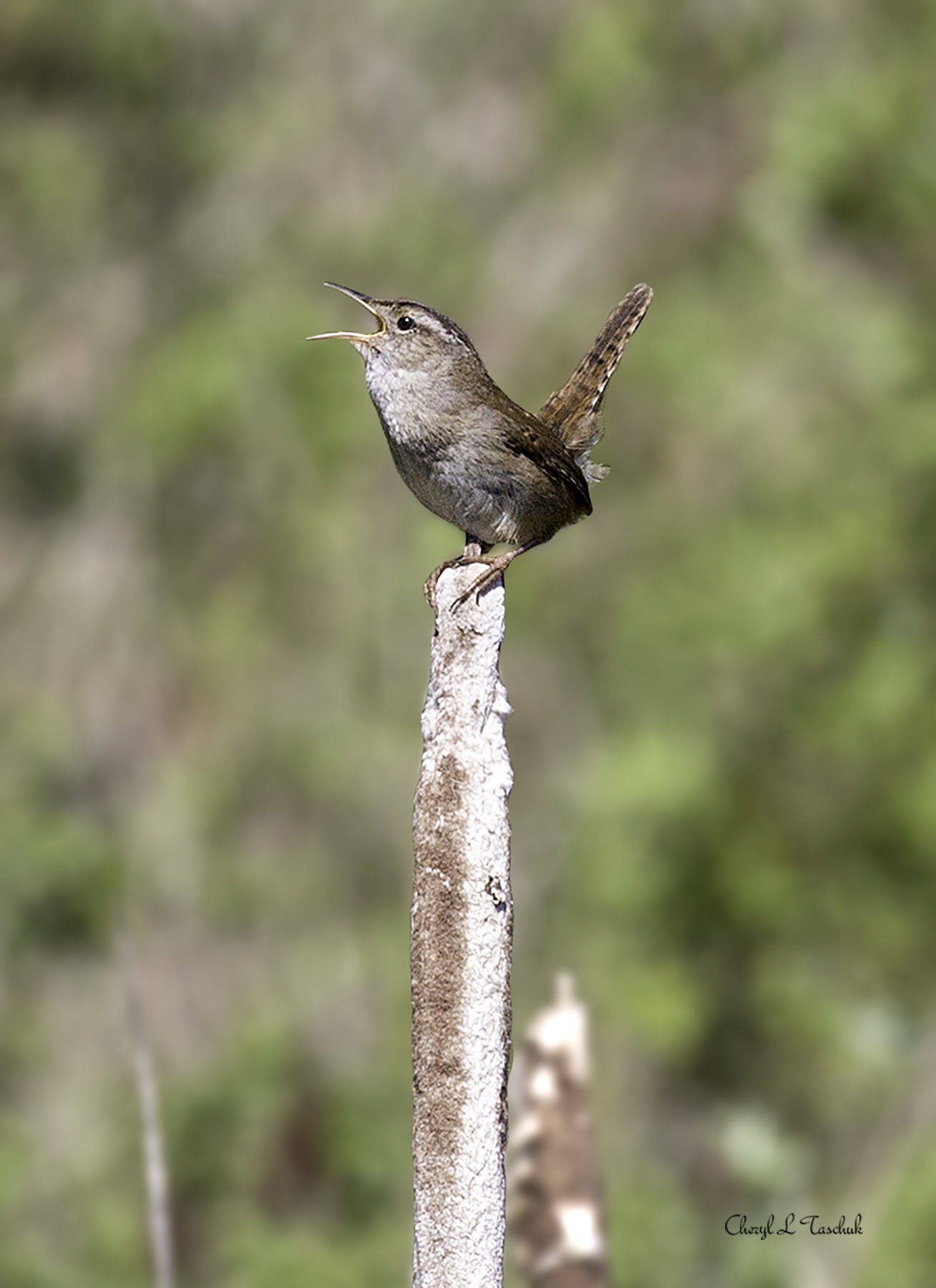 Wren on Cat Tail 1