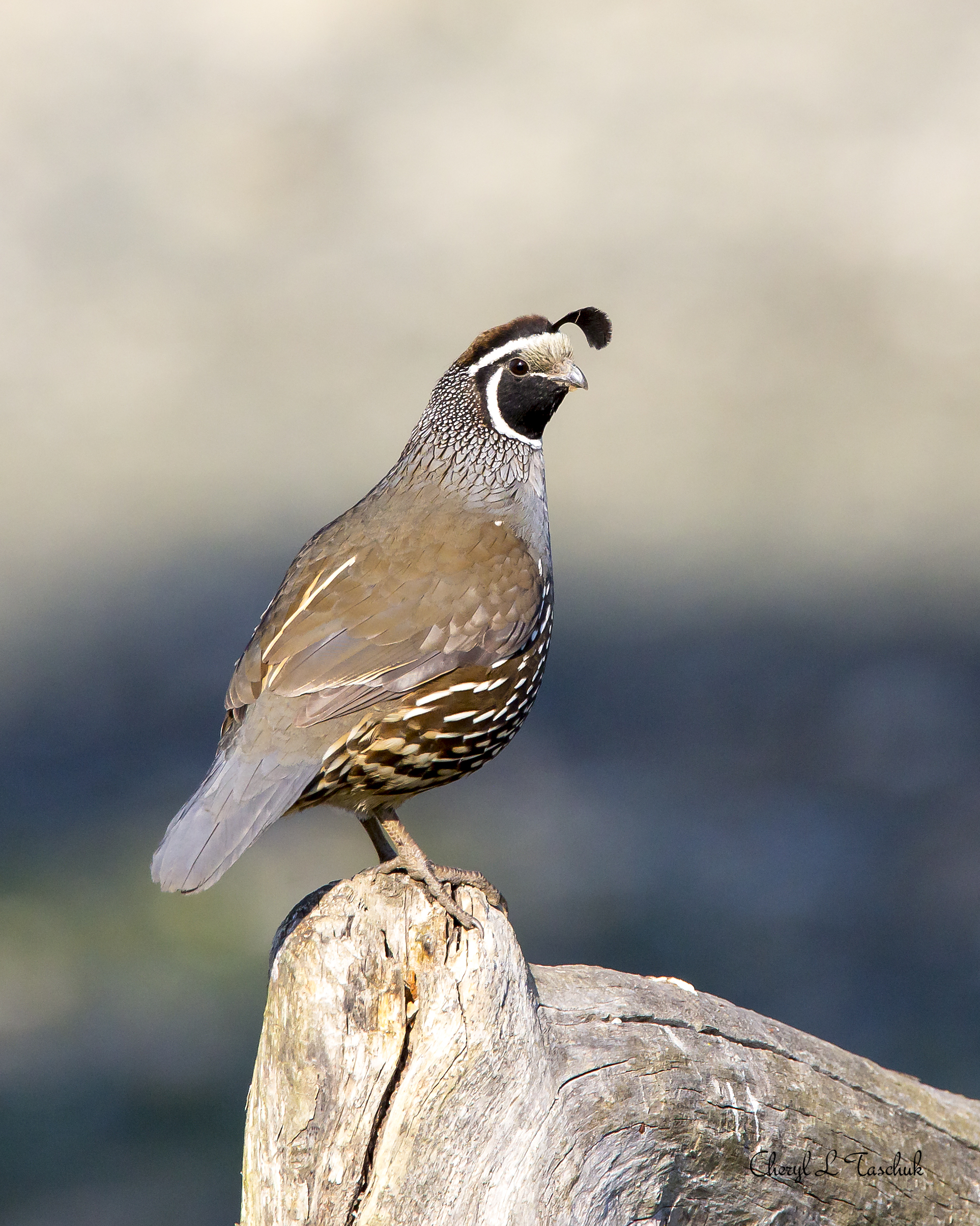 Quail on Post (beige background)
