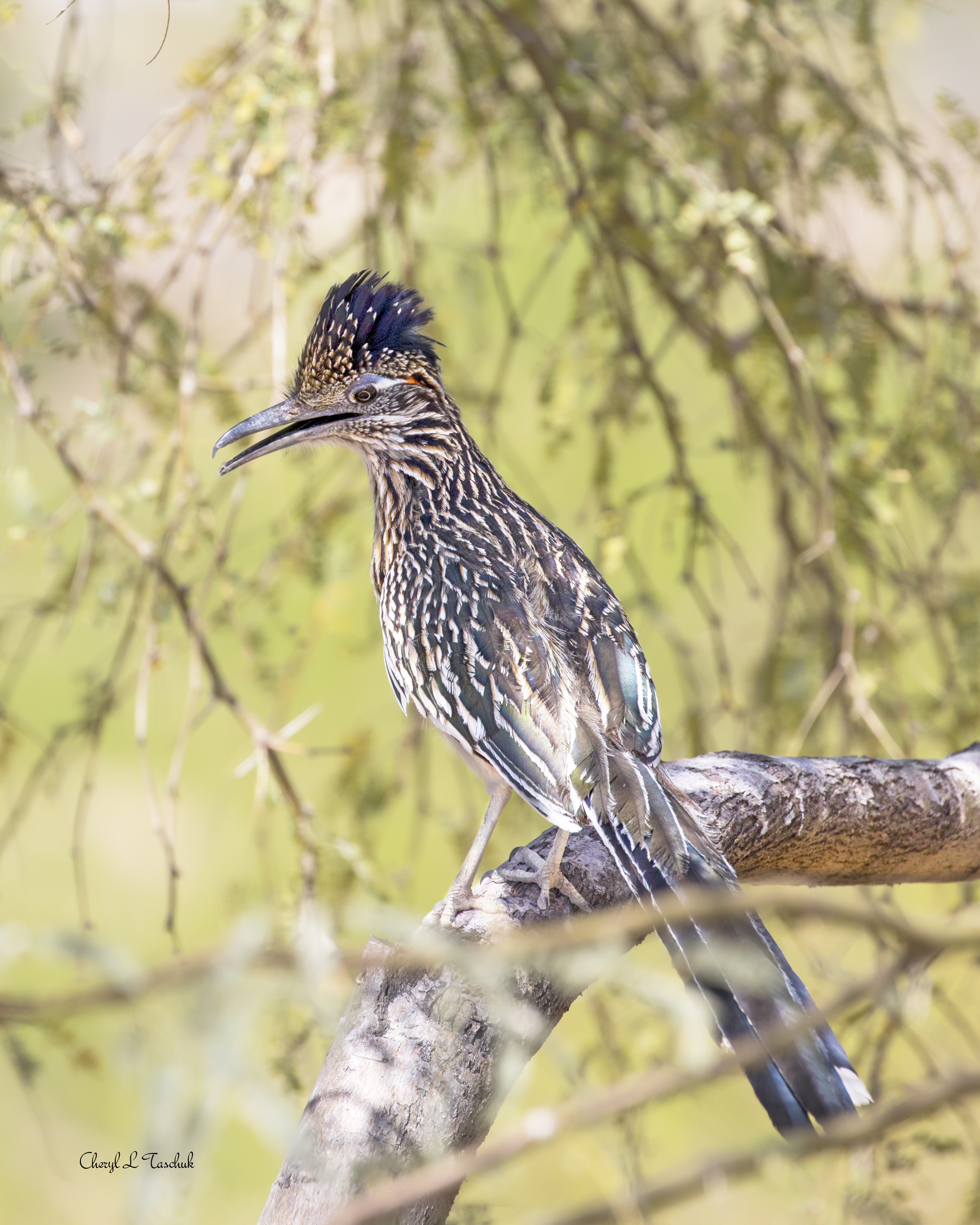 Roadrunner in Tree 1