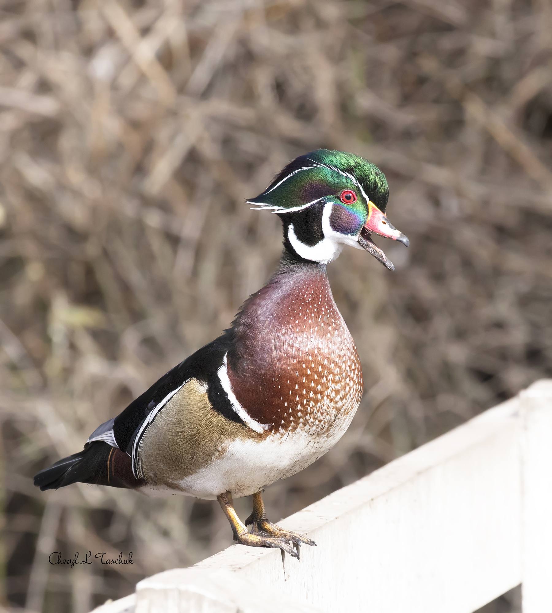 Wood Duck on Fence