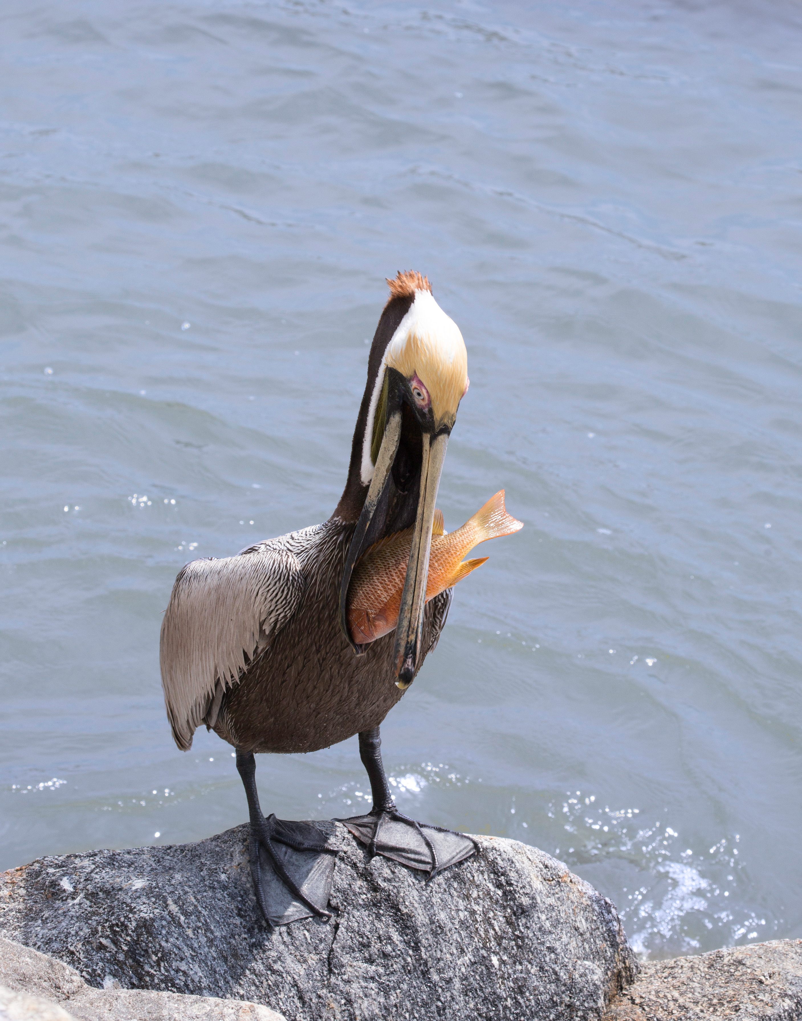 Pelican with Dinner