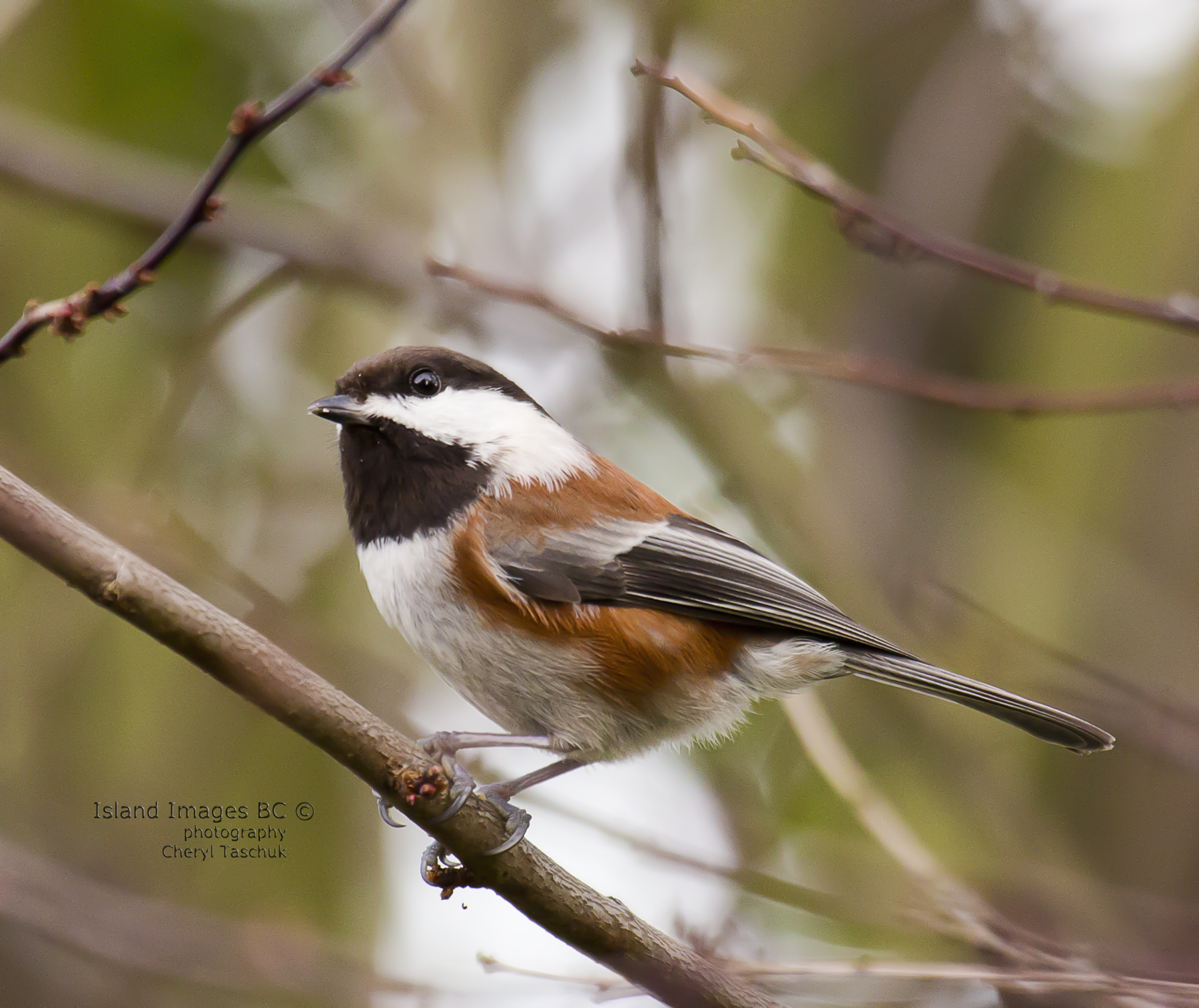 Chickadee 2