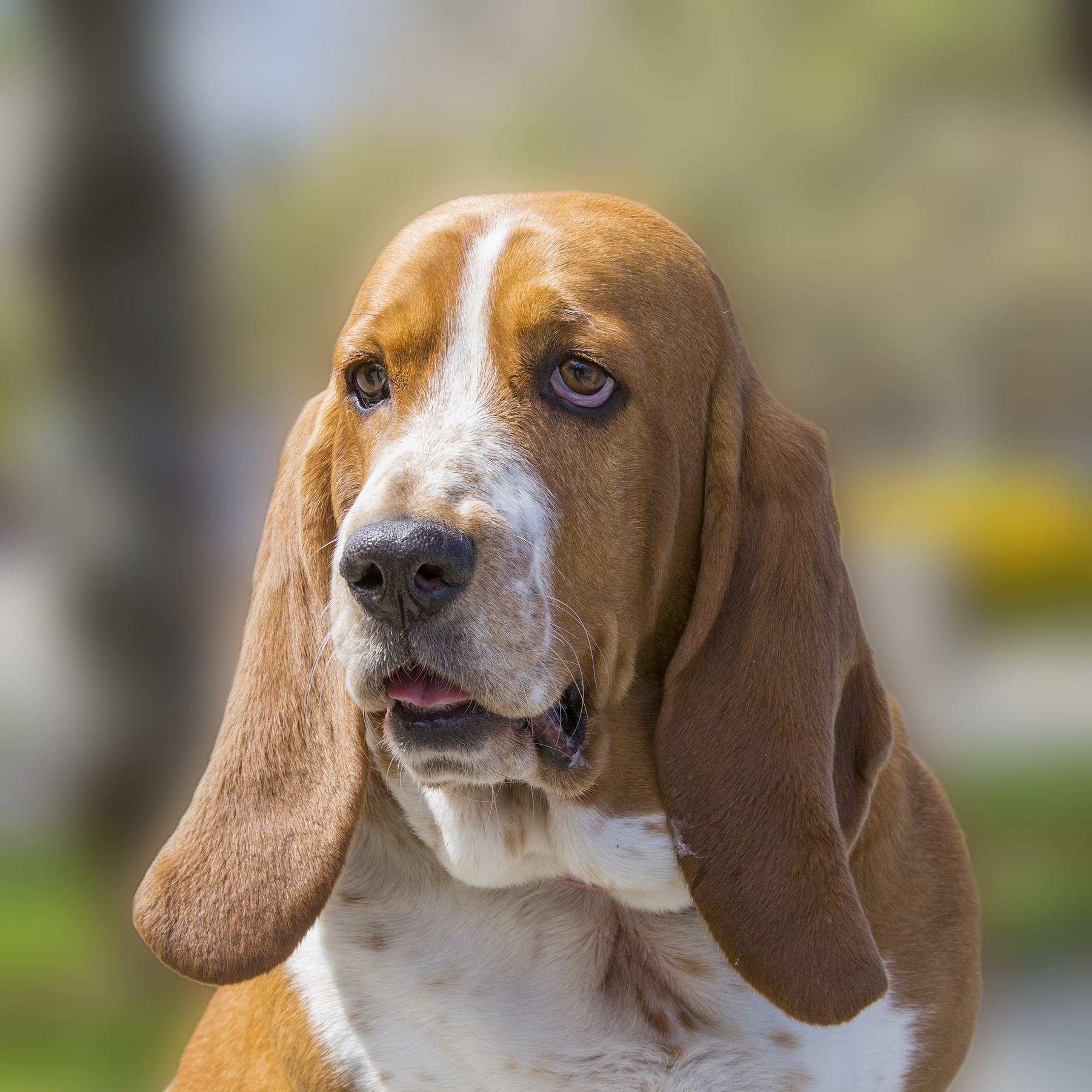 Basset
