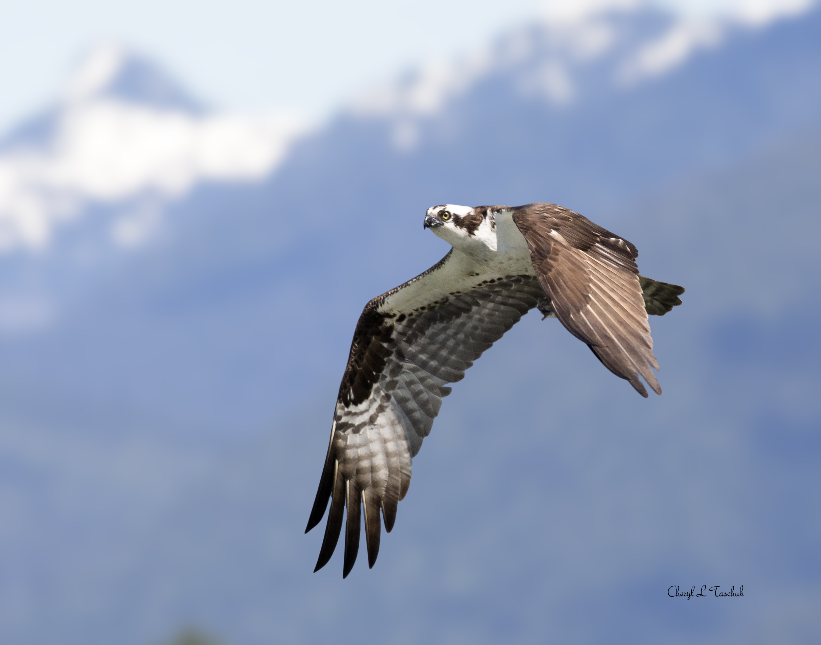 Osprey in Flight