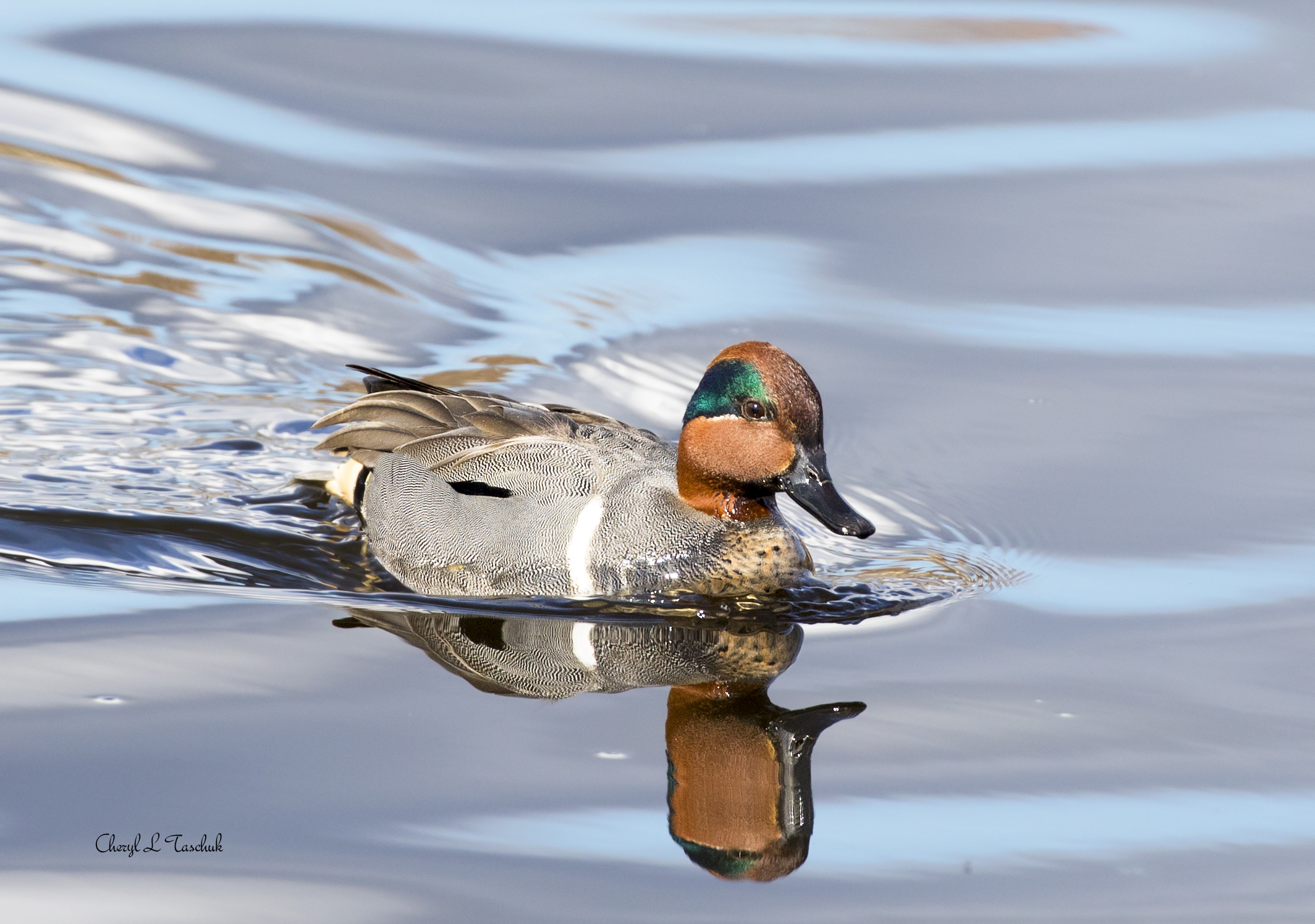 Green Winged Teal